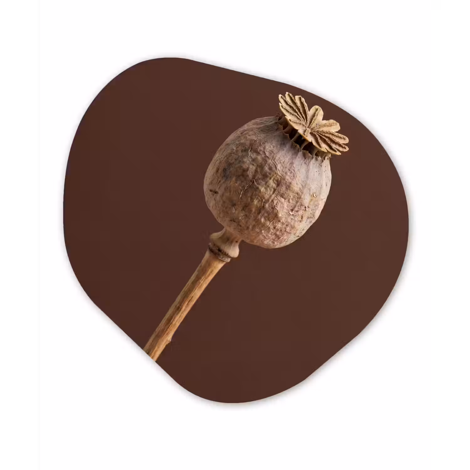 Papaverbol - Droogbloem - Bruin - Minimalistisch Wandcirkel Organisch Forex 3mm klein -3d