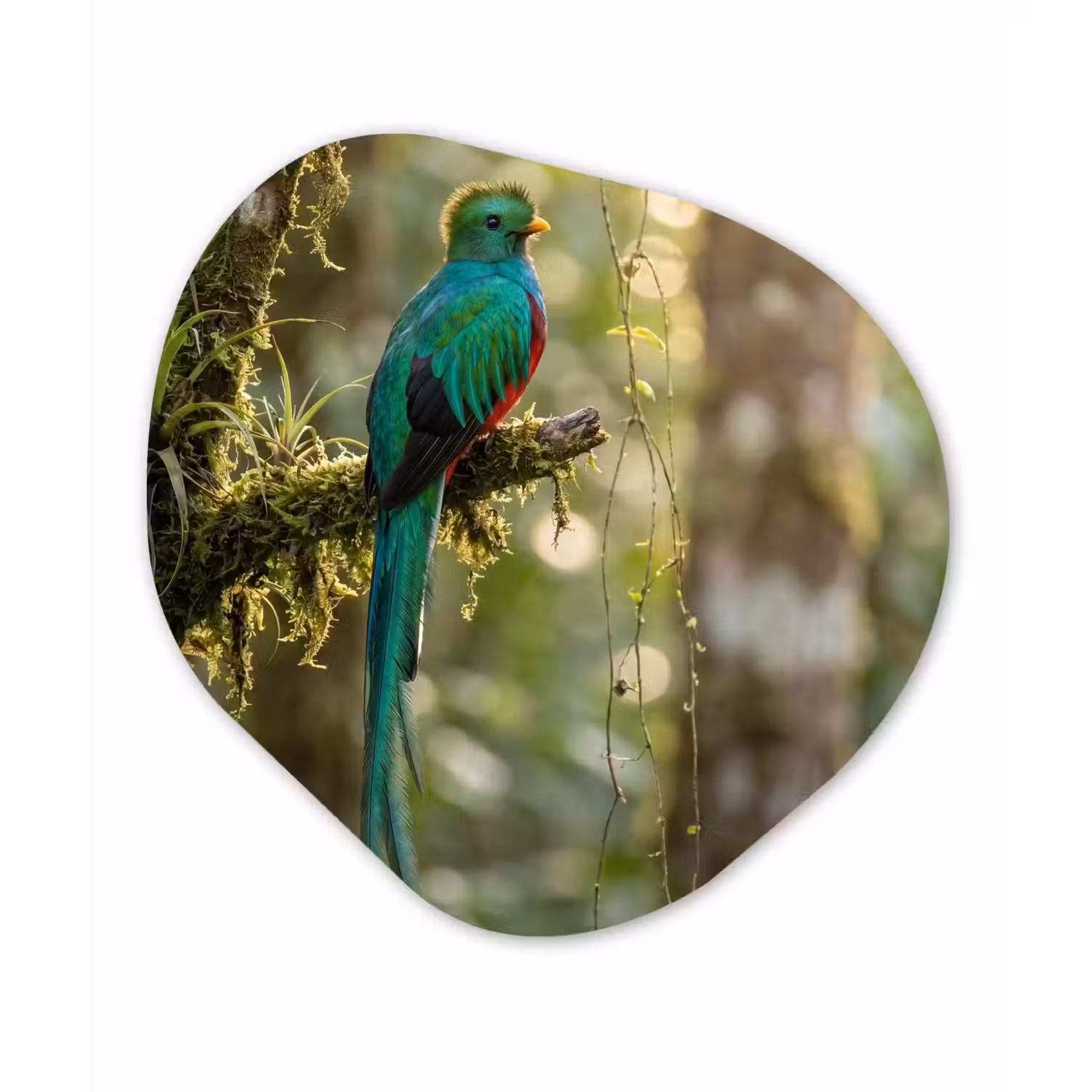 Quetzal - Jungle - Natuur - Groen Wandcirkel Organisch Forex 3mm klein -3d