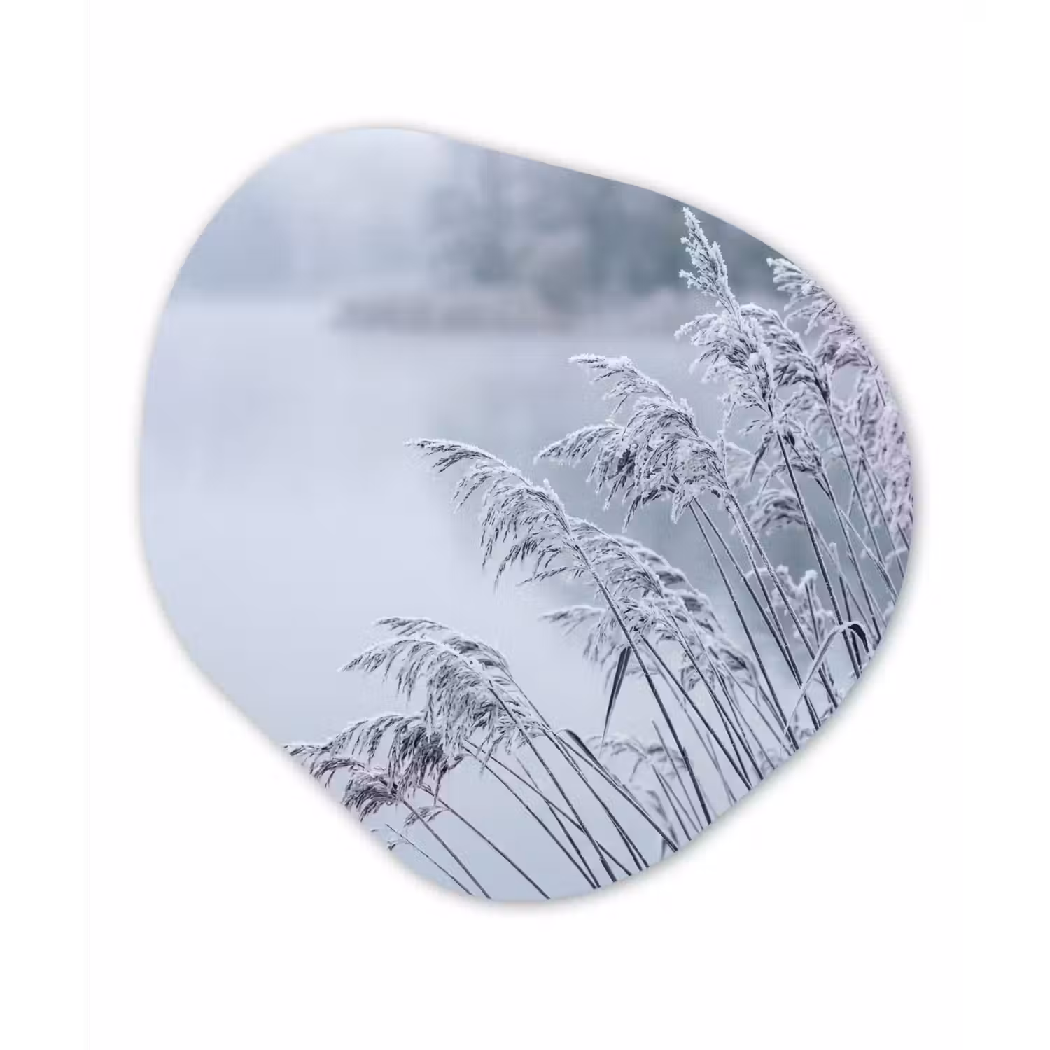 Riet - Bevroren - Winter - Natuur Wandcirkel Organisch Forex 3mm klein -3d
