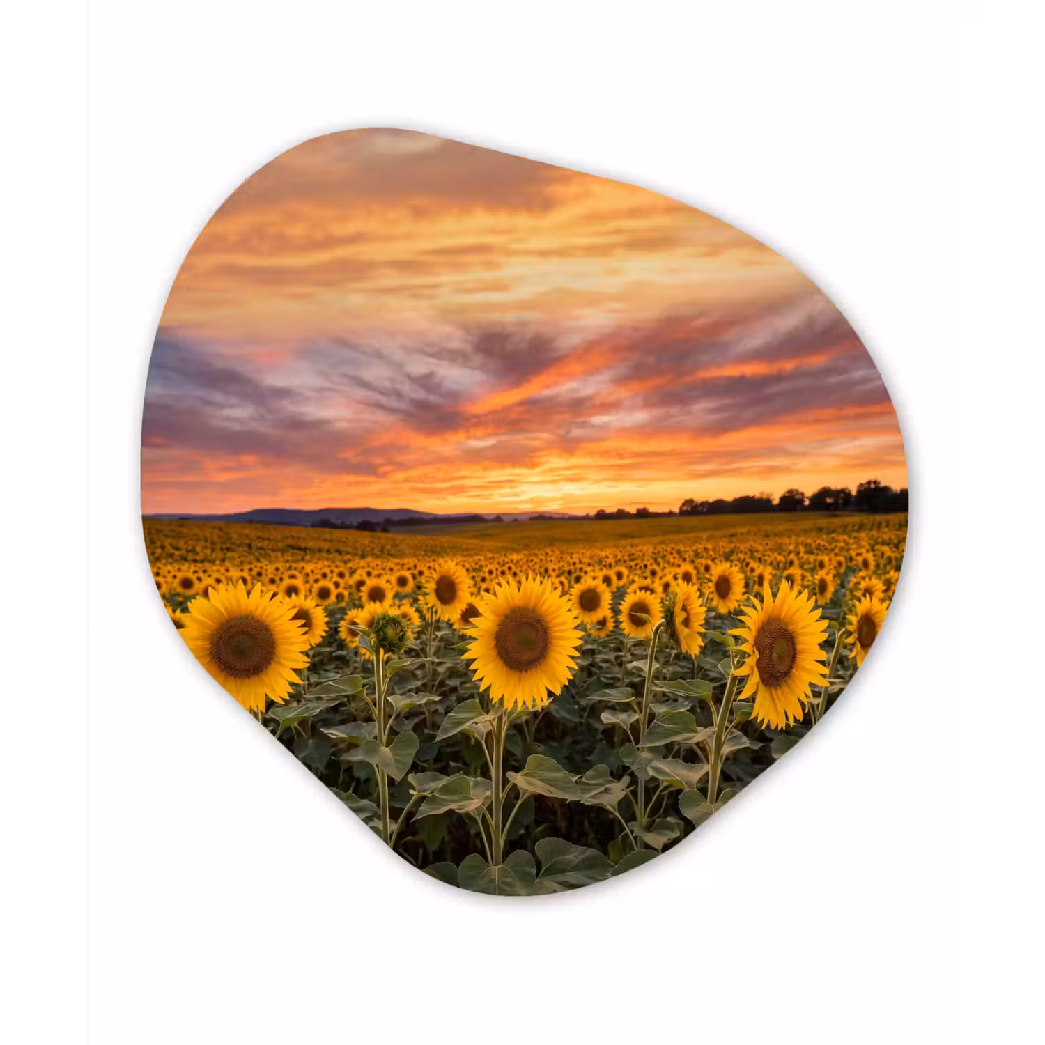 Zonnebloemen - Heuvellandschap - Geel Wandcirkel Organisch Forex 3mm klein -3d