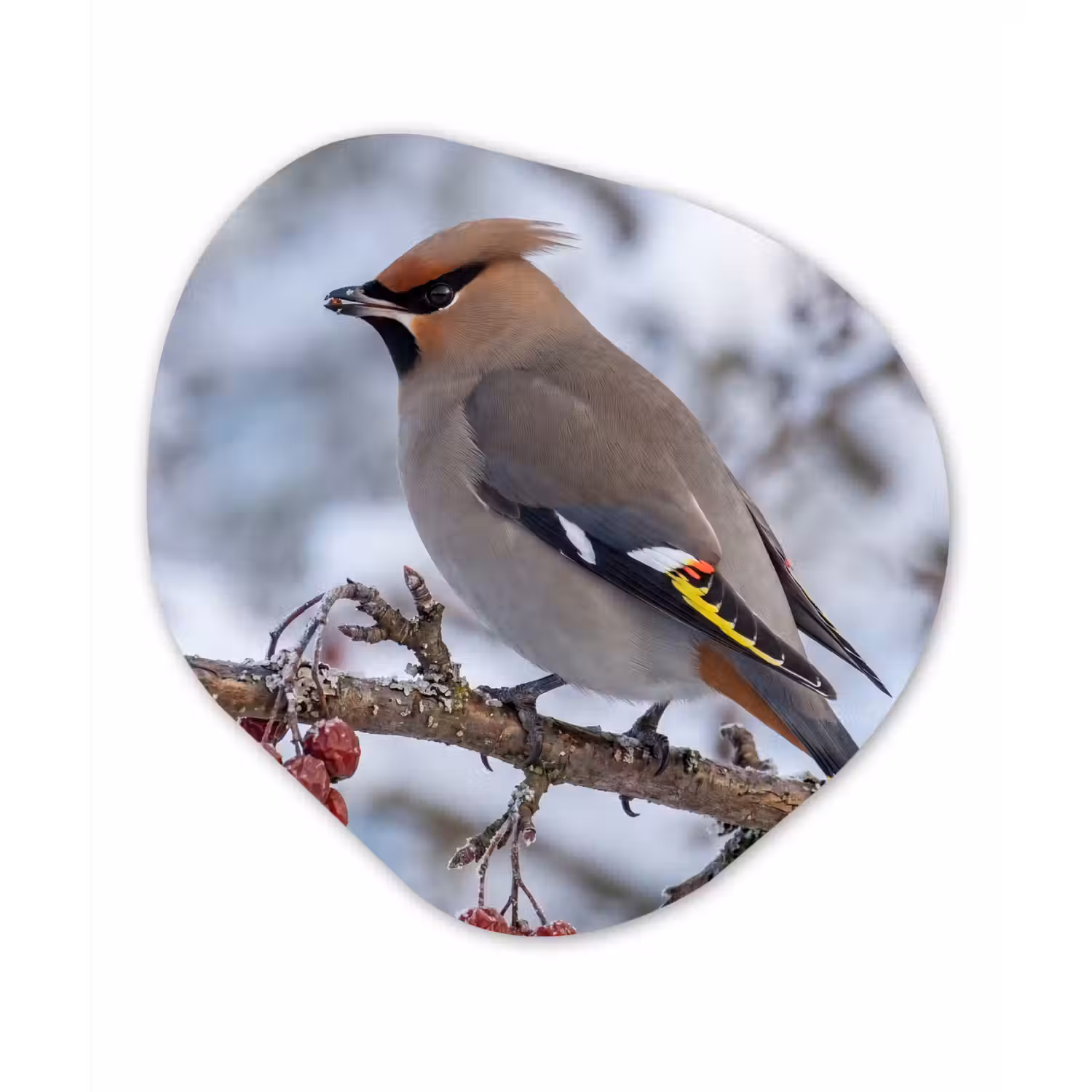 Pestvogel - Bessen - Winter - Natuur Wandcirkel Organisch Aluminium middel -3d