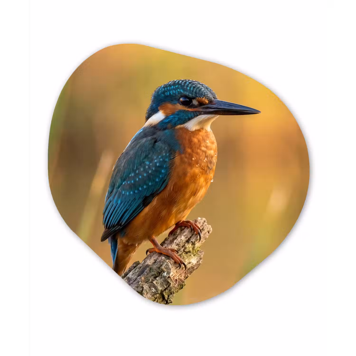 IJsvogel - Tak - Water - Kleurrijk - Levendig Wandcirkel Organisch Aluminium middel -3d