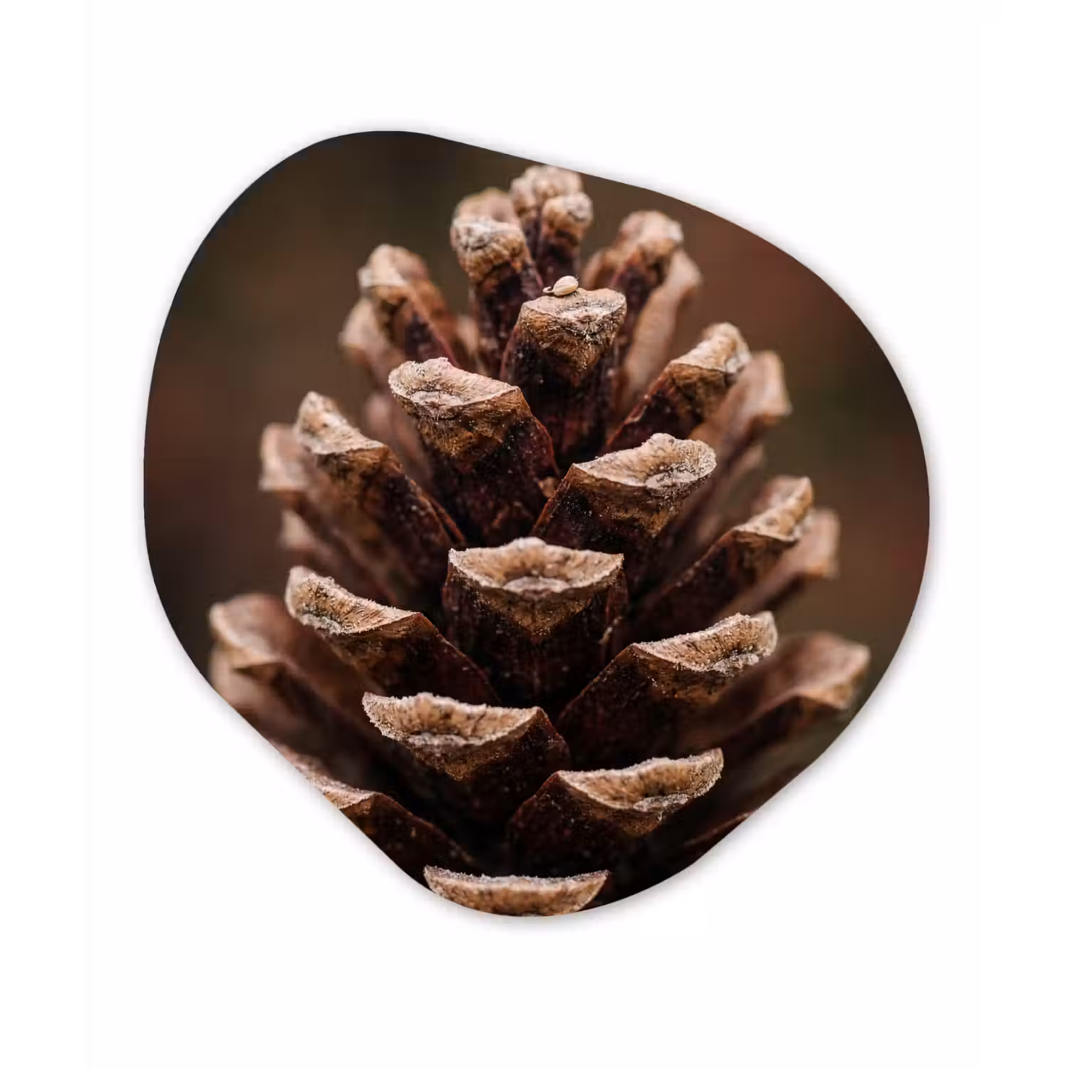 Dennenappel - Bos - Herfst - Bruin - Sfeervol Wandcirkel Organisch Aluminium middel -3d