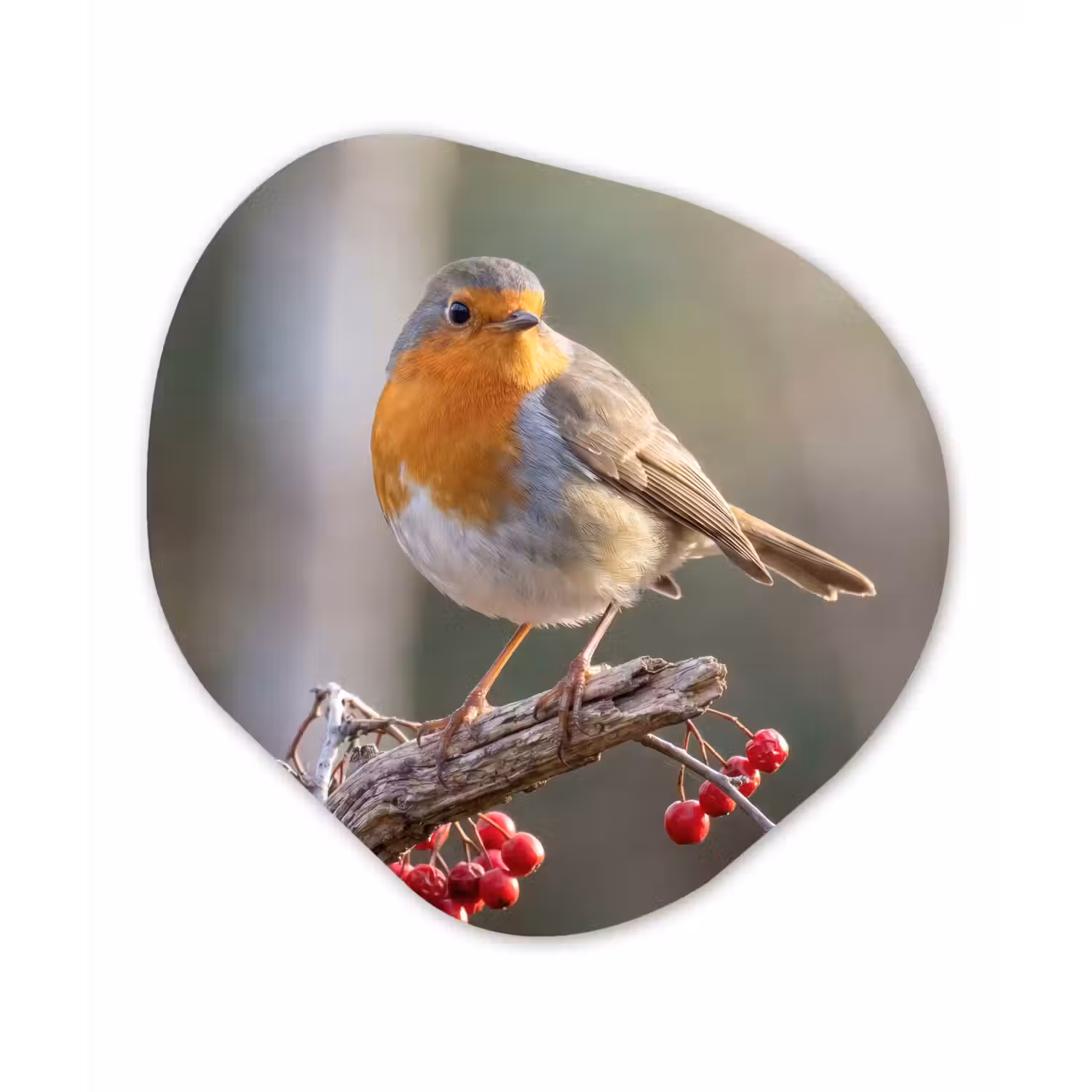 Roodborst - Tak - Bessen - Natuur Wandcirkel Organisch Aluminium middel -3d