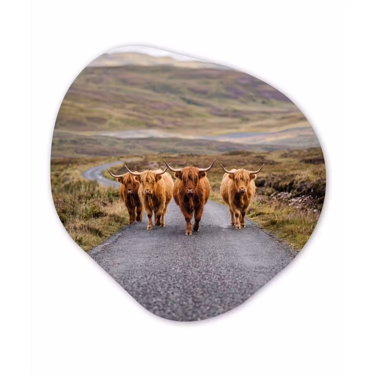 Schotse Hooglanders - Weg - Landschap - Kudde Wandcirkel Organisch Aluminium middel -3d