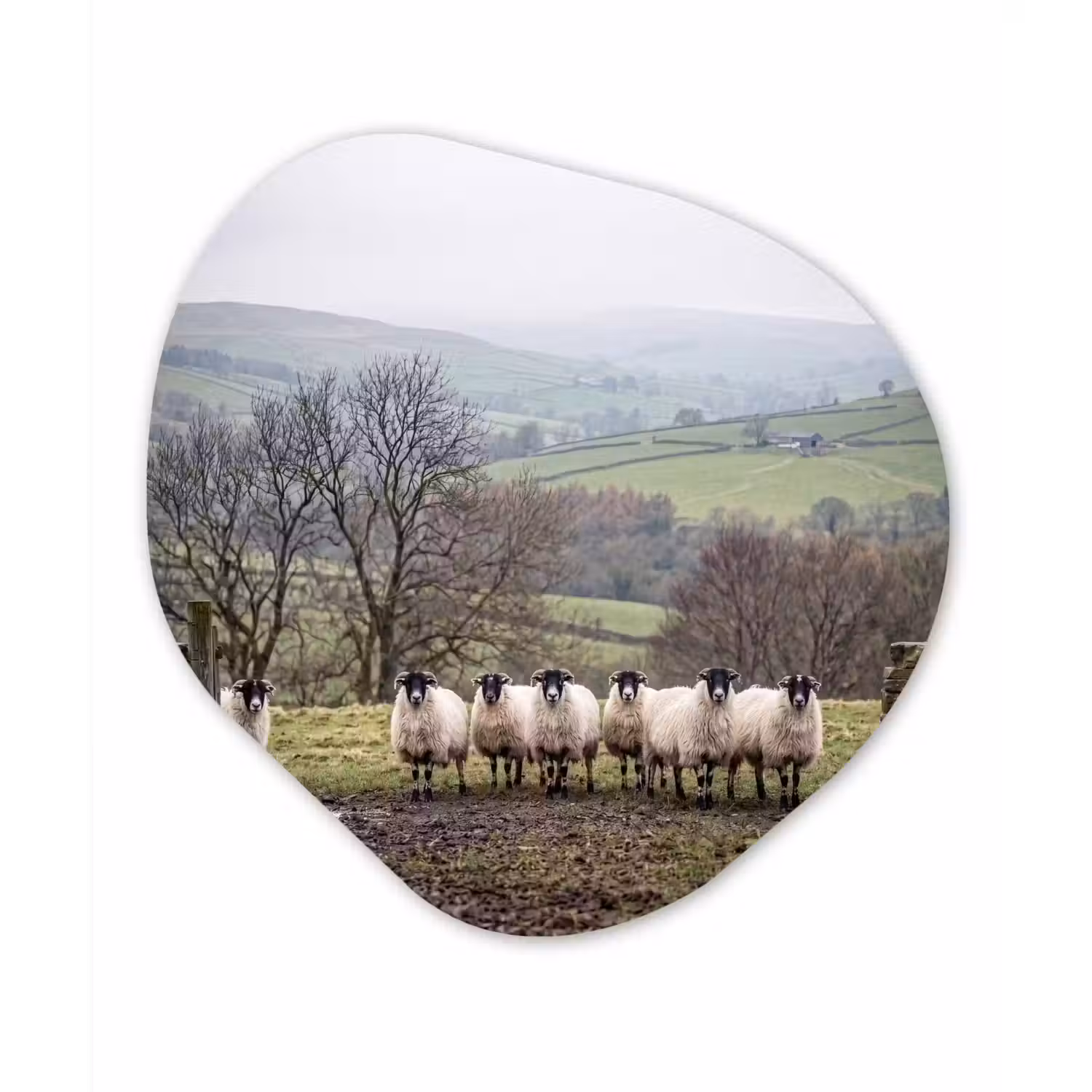 Schapen - Rij - Weide - Dieren - Platteland Wandcirkel Organisch Aluminium middel -3d