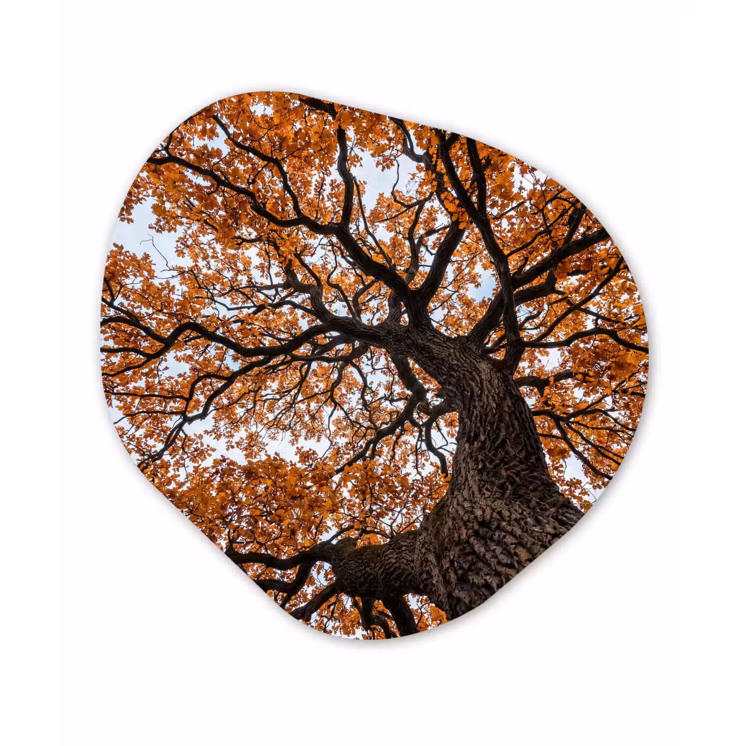 Boom - Bladerdak - Herfst - Oranje - Sfeervol Wandcirkel Organisch Aluminium middel -3d