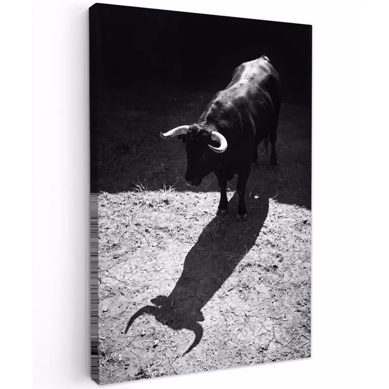 Stier - Schaduw - Dieren - Contrast - Zwart-wit Tuinposter op houten frame 2 cm dik klein -3d
