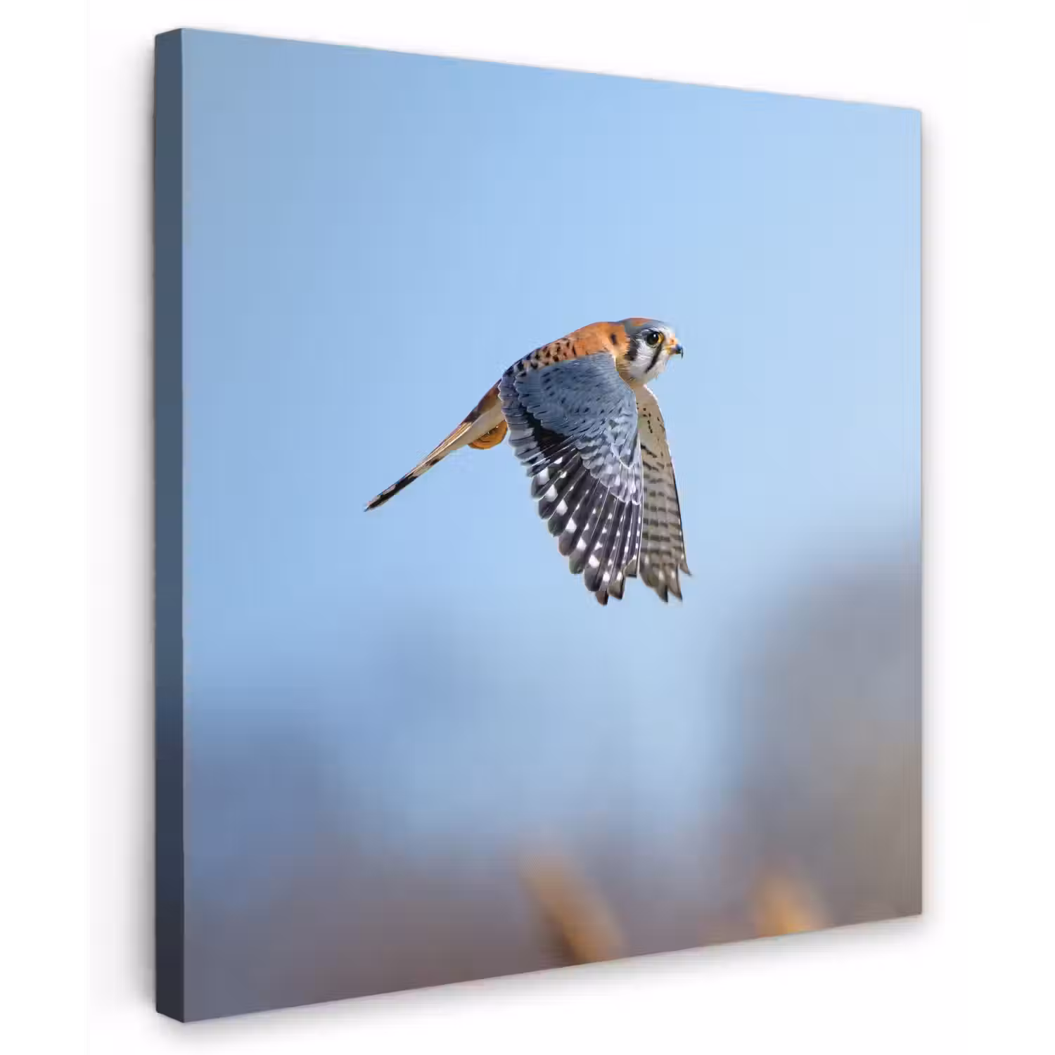Kleurrijke valk aan het vliegen Tuinposter op houten frame 2 cm dik klein -3d