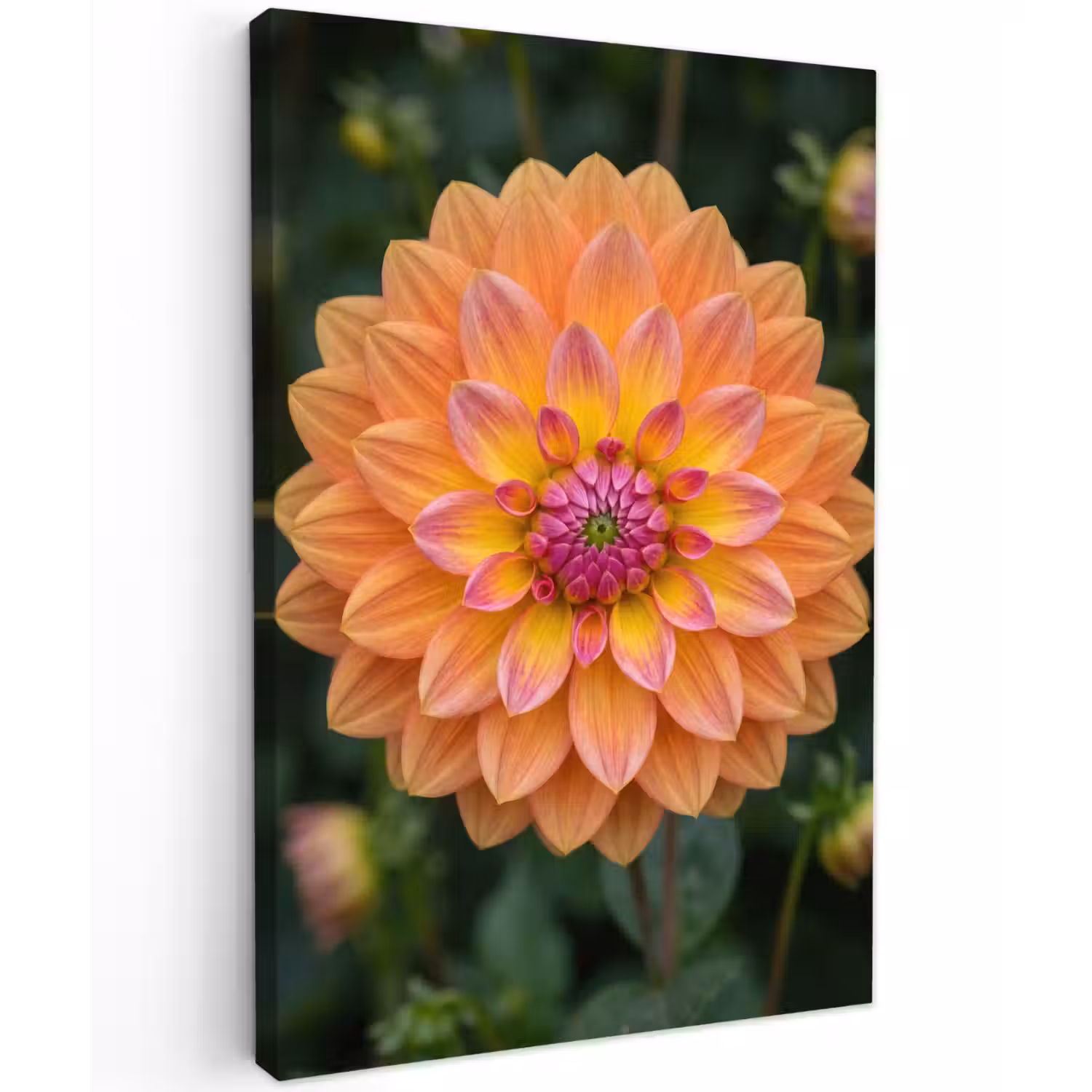 Dahlia - Bloem - Oranje Tuinposter op houten frame 2 cm dik klein -3d