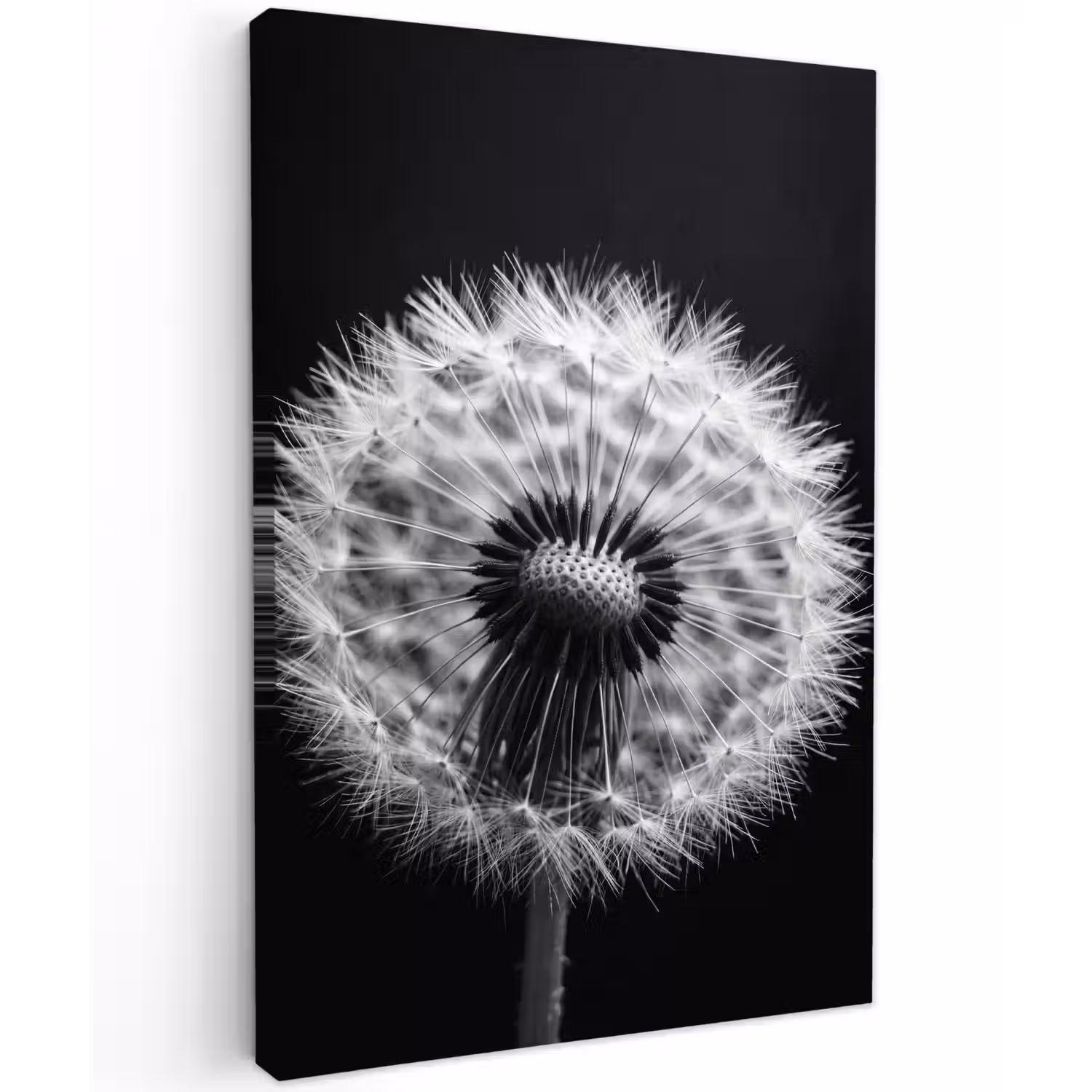 Paardenbloem - Zwart - Wit Tuinposter op houten frame 2 cm dik klein -3d