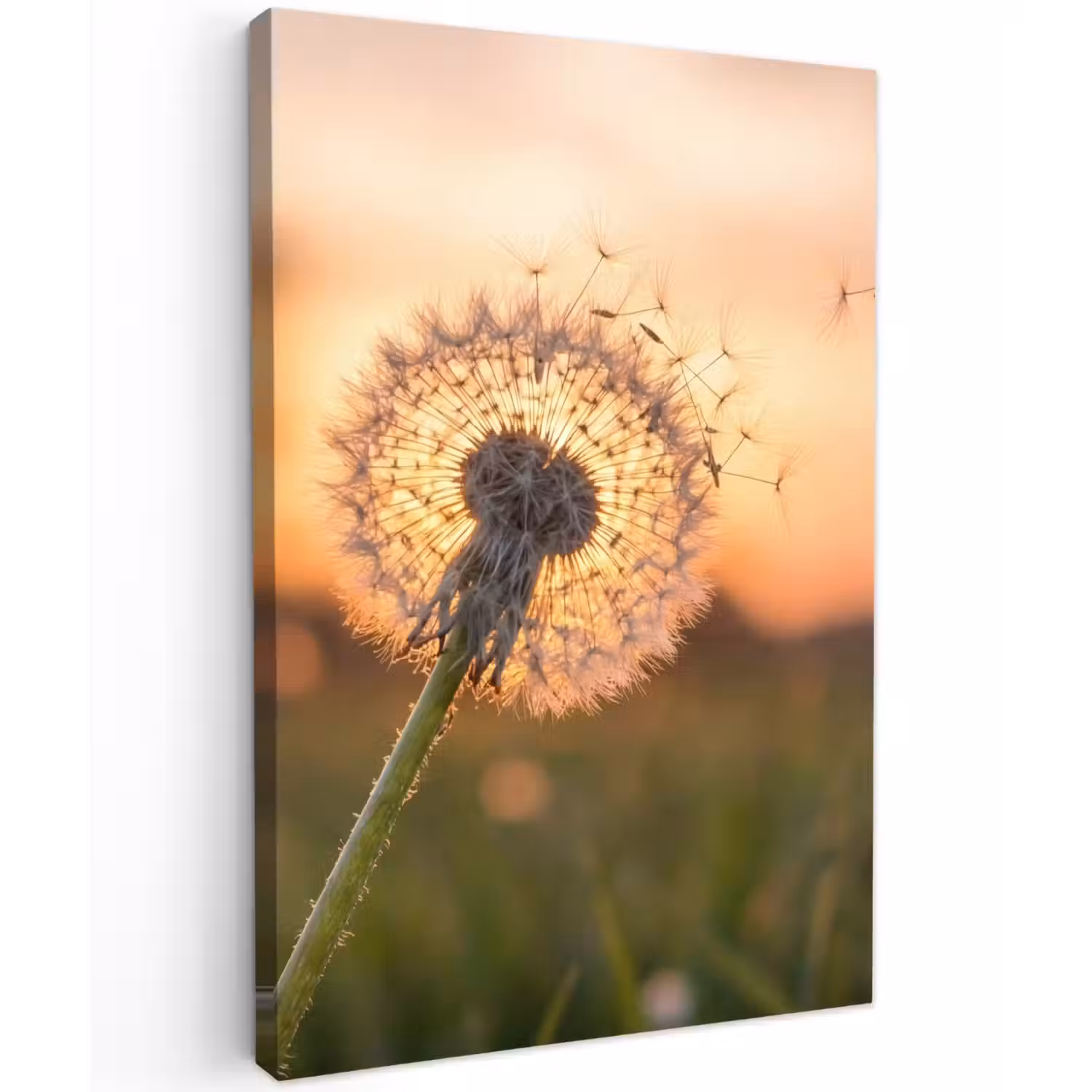 Paardenbloem - Zonsondergang - Veld Tuinposter op houten frame 2 cm dik klein -3d