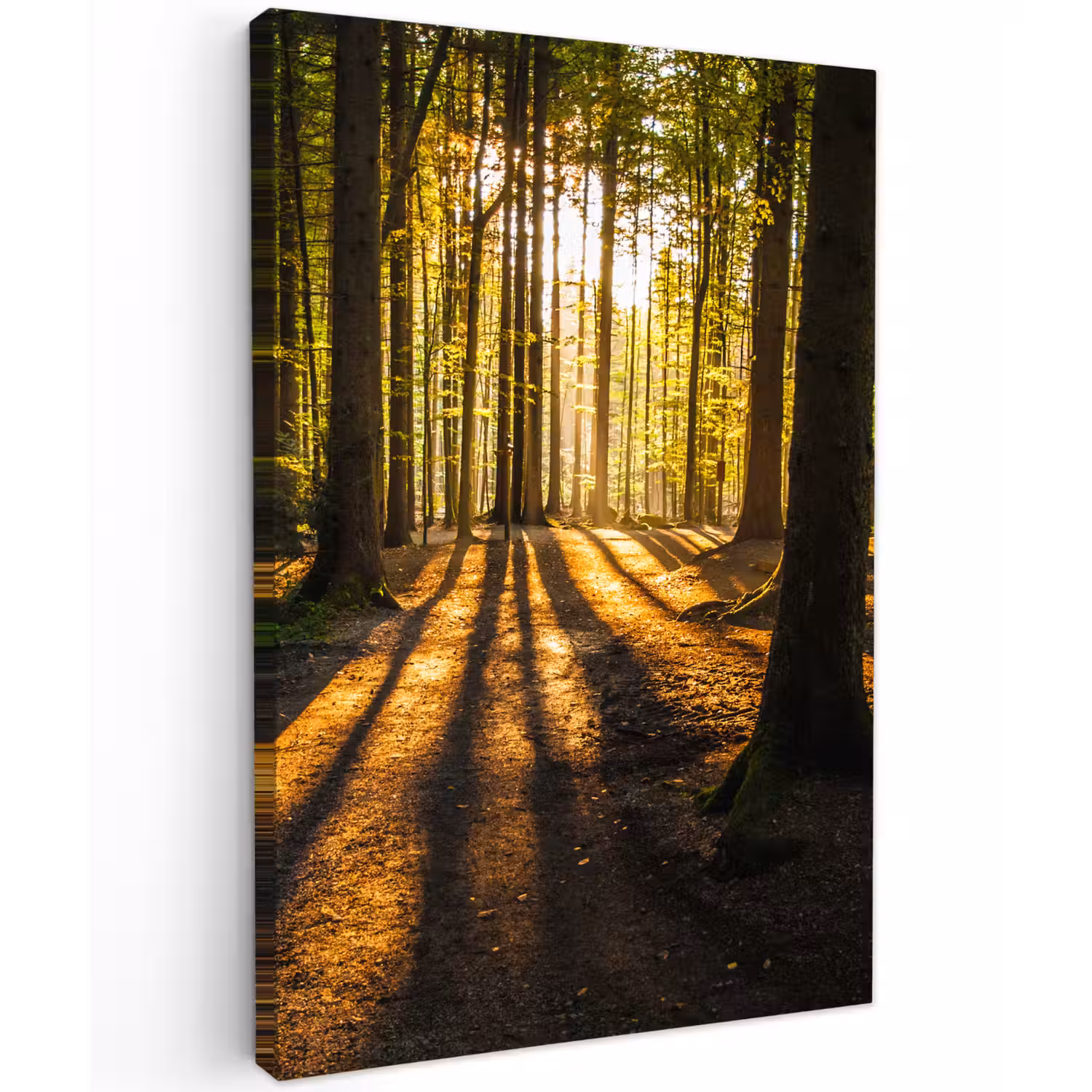 Avondlicht in het bos Tuinposter op houten frame 2 cm dik klein -3d