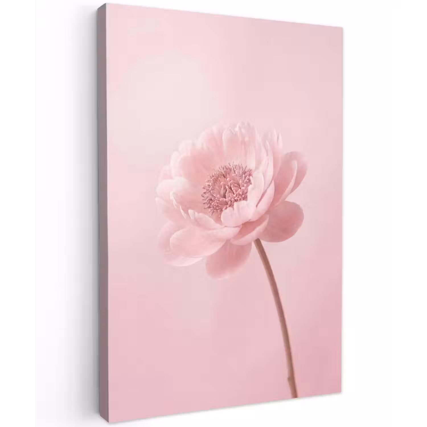 Bloem - Pioenroos - Roze Tuinposter op houten frame 2 cm dik klein -3d