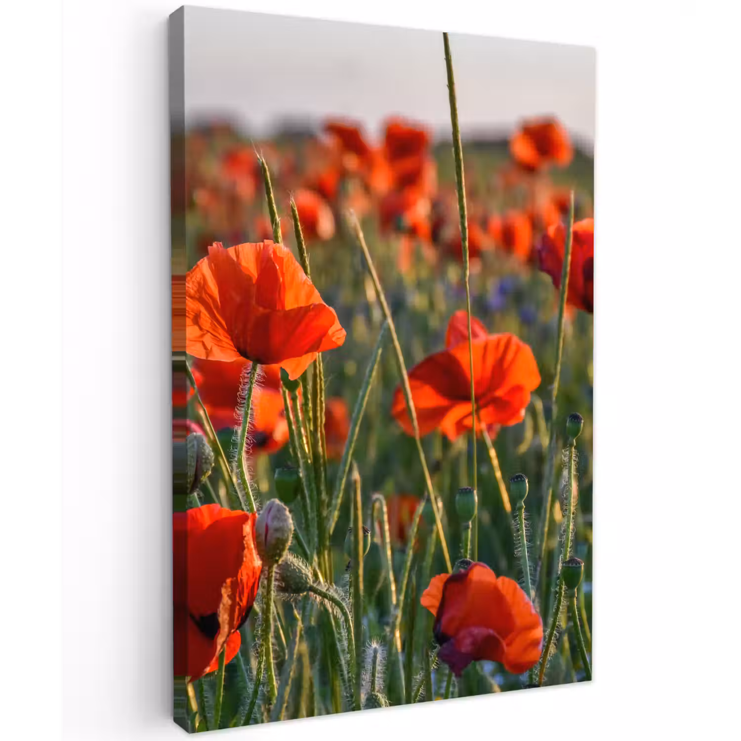 Bloemen - Klaprozen - Natuur - Rood Tuinposter op houten frame 2 cm dik klein -3d