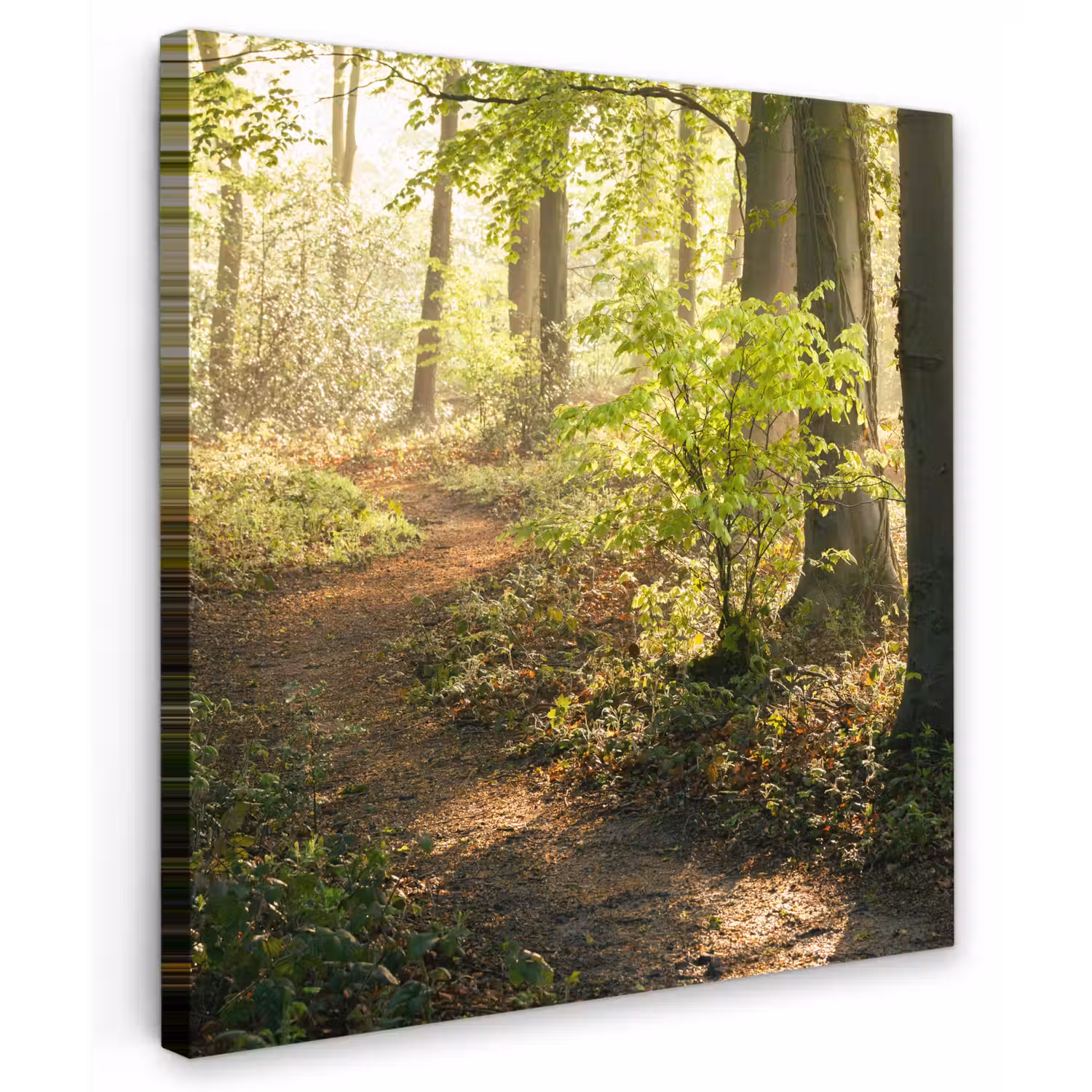Bospad bij zonsopgang Tuinposter op houten frame 2 cm dik klein -3d