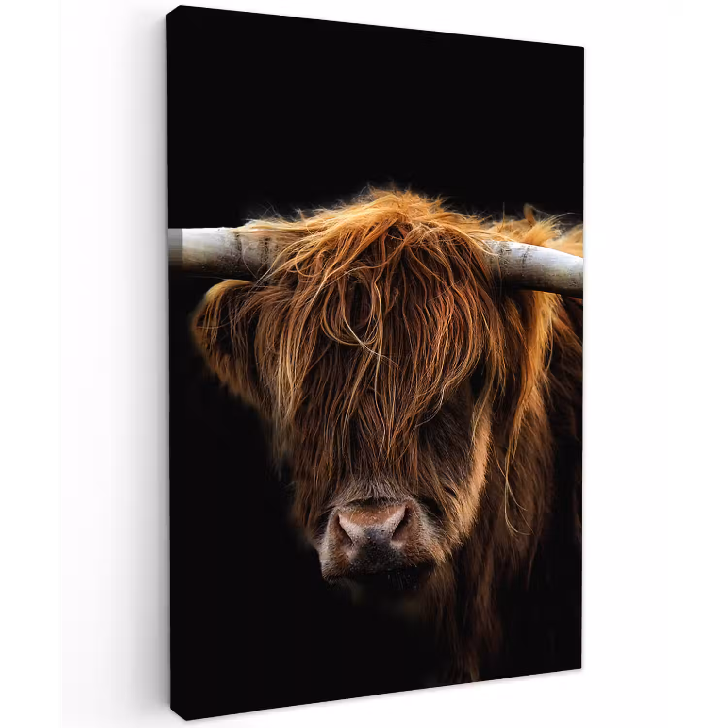 Hooglander tegen Zwarte Achtergrond Tuinposter op houten frame 2 cm dik klein -3d