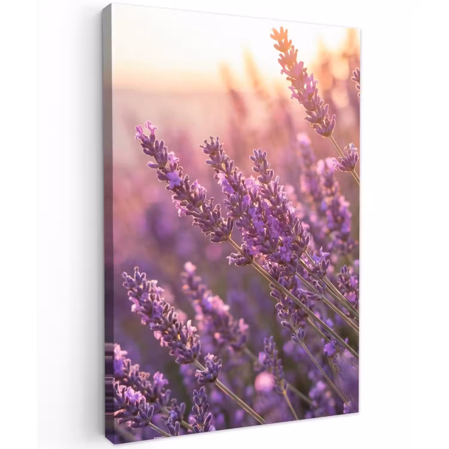 Lavendel - Paars - Zonlicht Tuinposter op houten frame 2 cm dik klein -3d