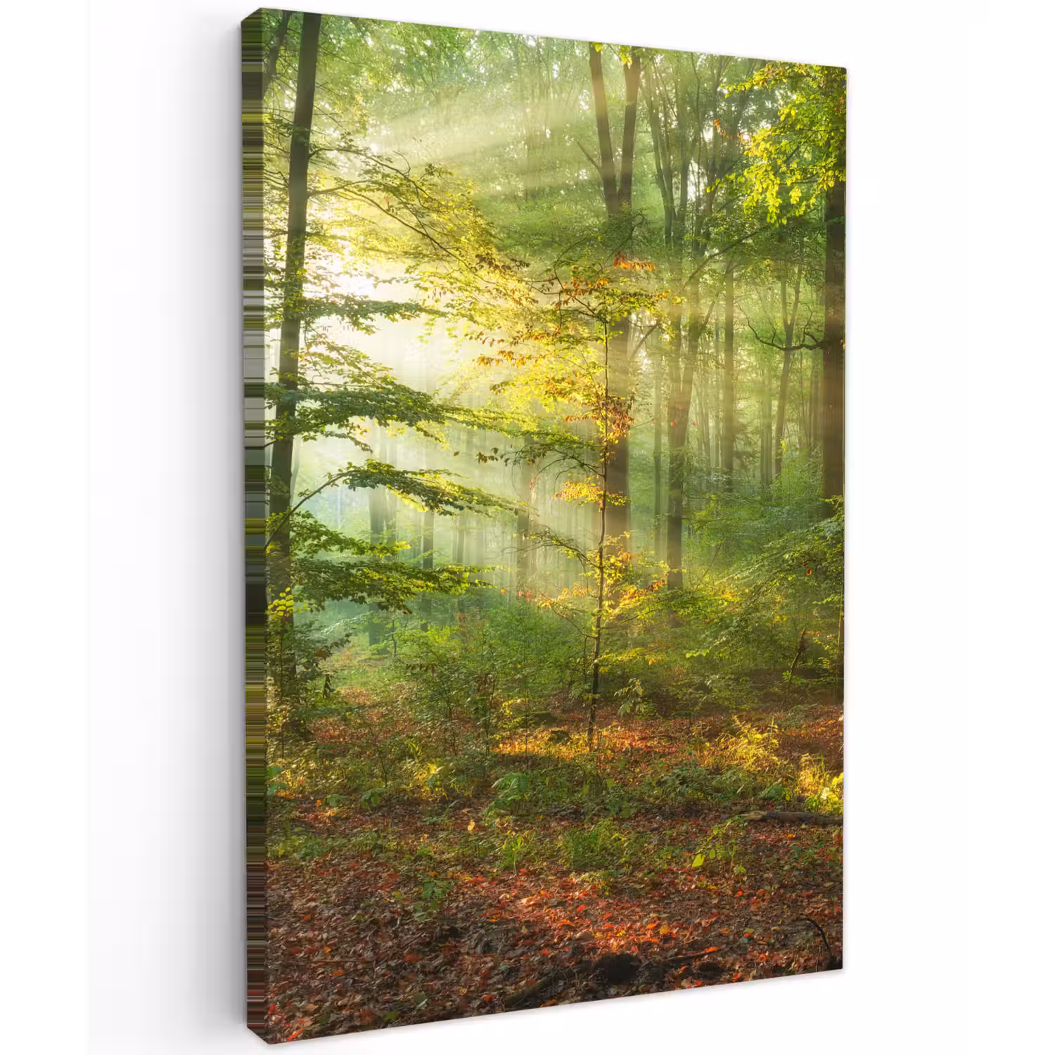 Ochtendlicht in het bos Tuinposter op houten frame 2 cm dik klein -3d