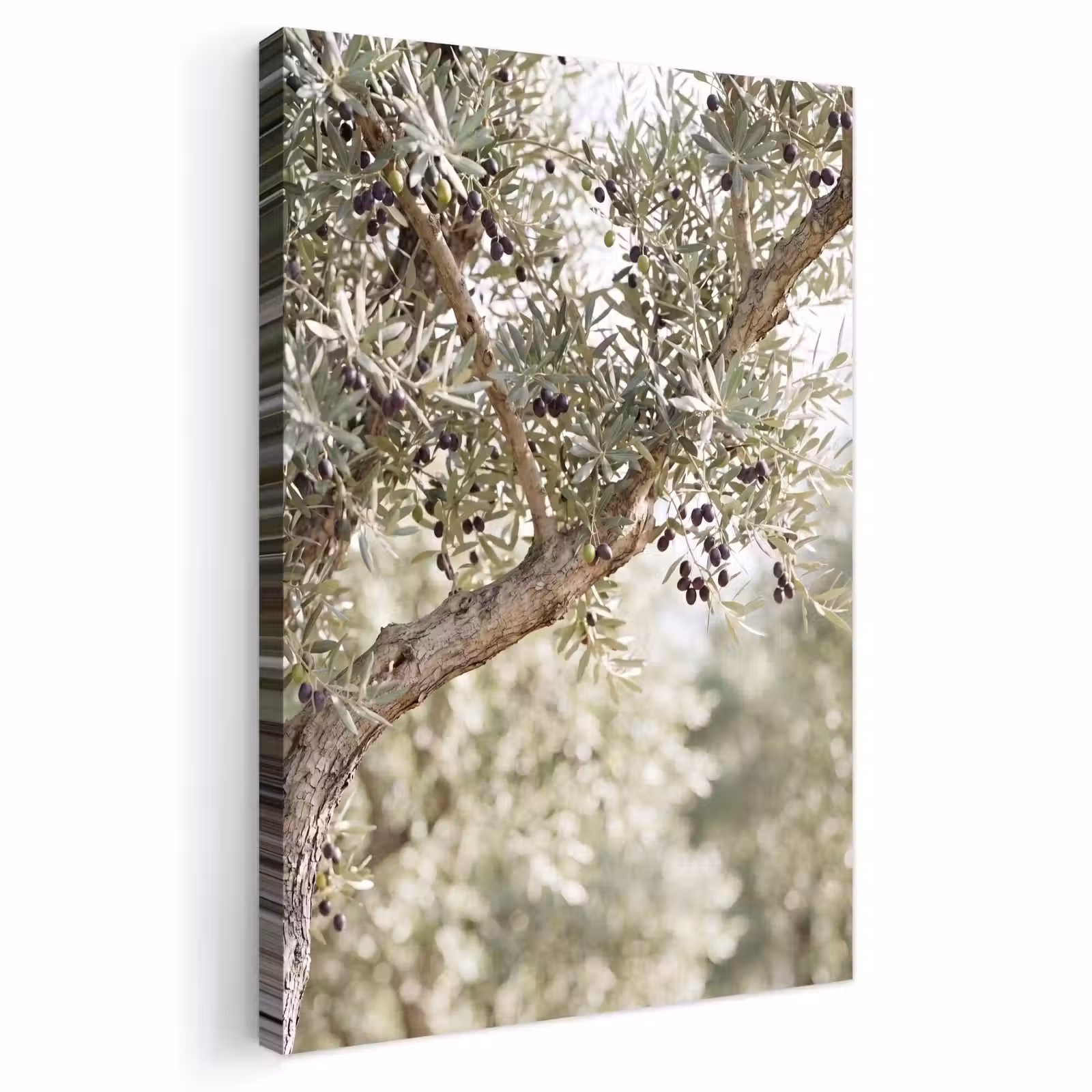 Outdoor Canvas Print - Olive tree - branch - green - Olijfboom - tak - groen Tuinposter op houten frame 2 cm dik klein