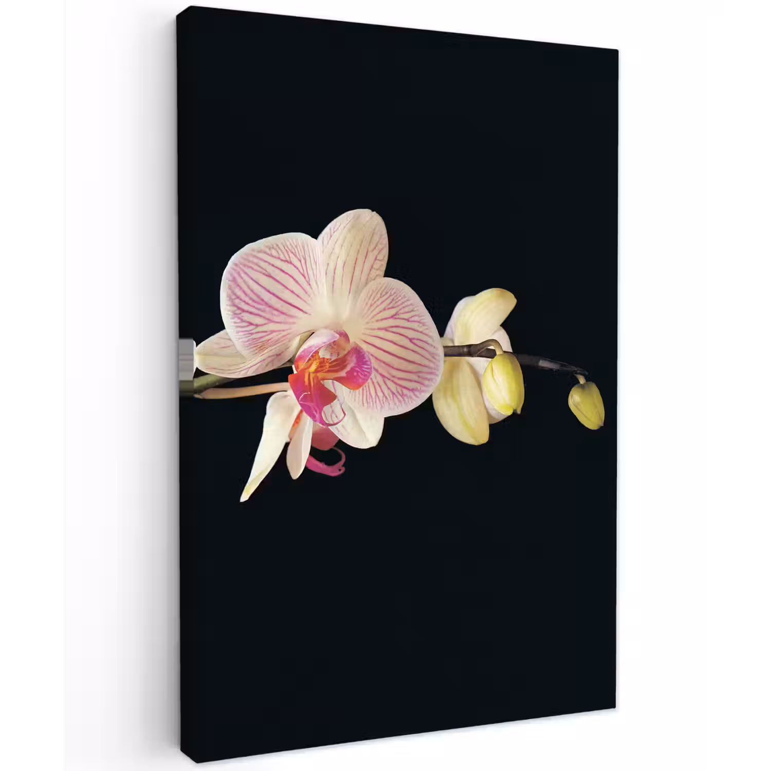 Orchidee - Bloemen - Zwart - Roze - Knoppen Tuinposter op houten frame 2 cm dik klein -3d