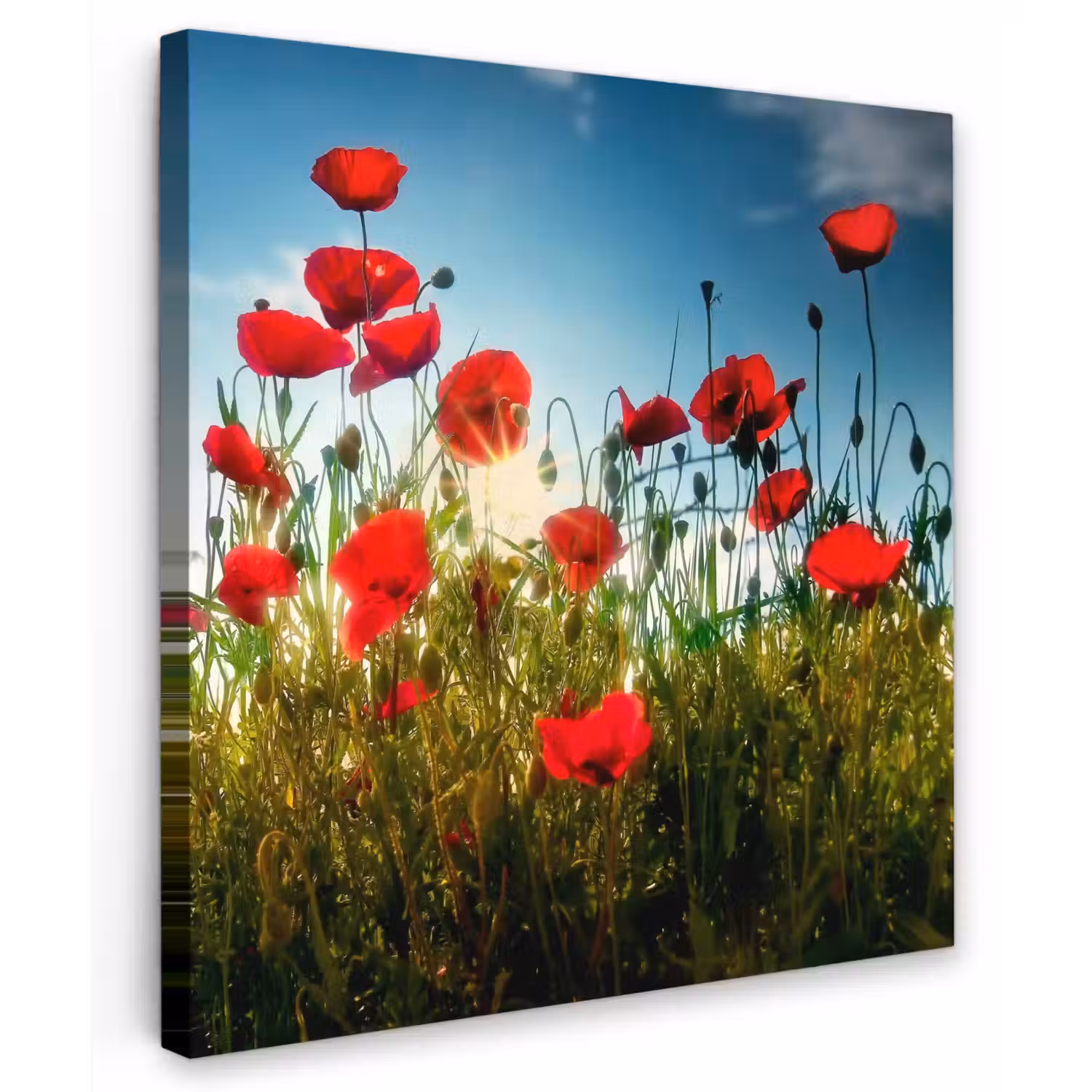 Klaprozen in tegenlicht Tuinposter op houten frame 2 cm dik klein -3d