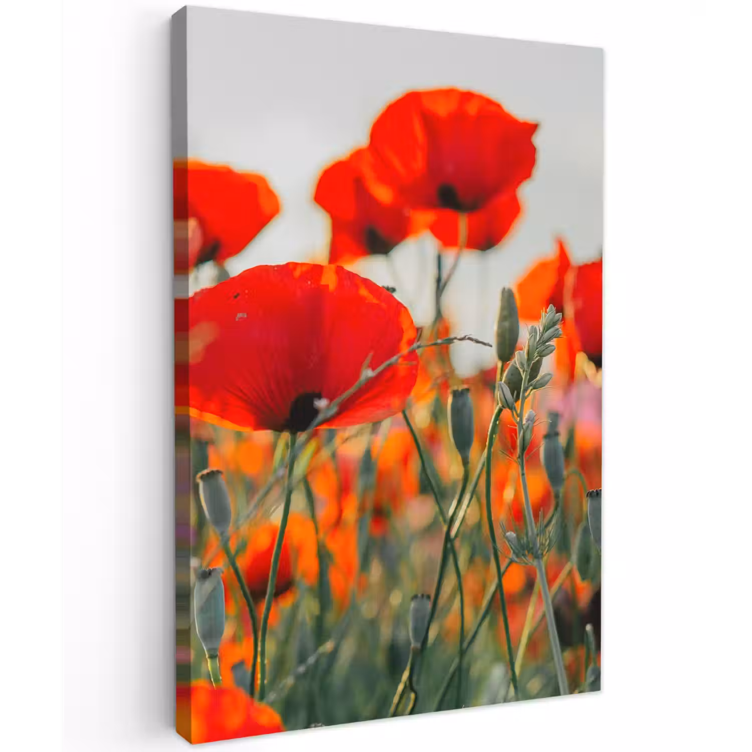 Klaprozen in close-up bij zonsondergang Tuinposter op houten frame 2 cm dik klein -3d