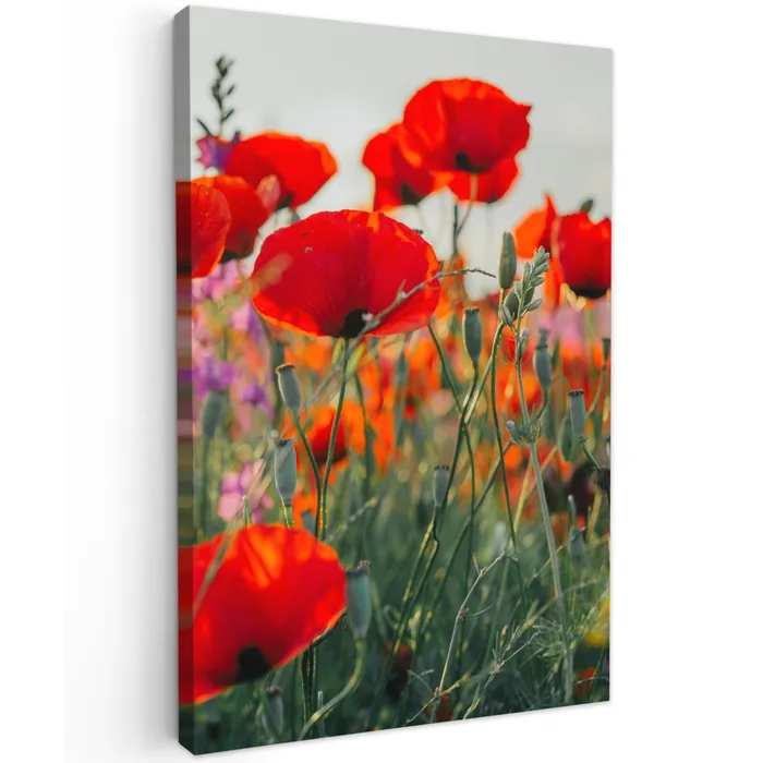 Klaproos - Bloemen - Rood - Paars - Weide Tuinposter op houten frame 2 cm dik klein -3d