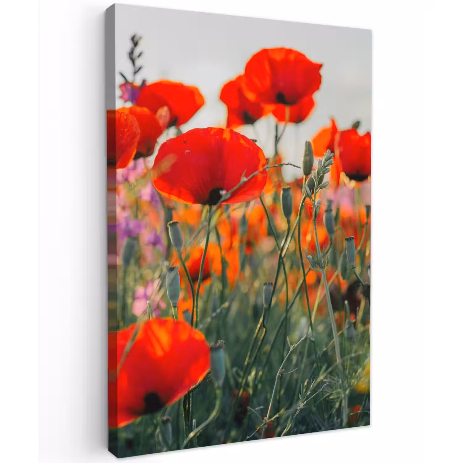 Rode klaprozen in de avondzon Tuinposter op houten frame 2 cm dik klein -3d