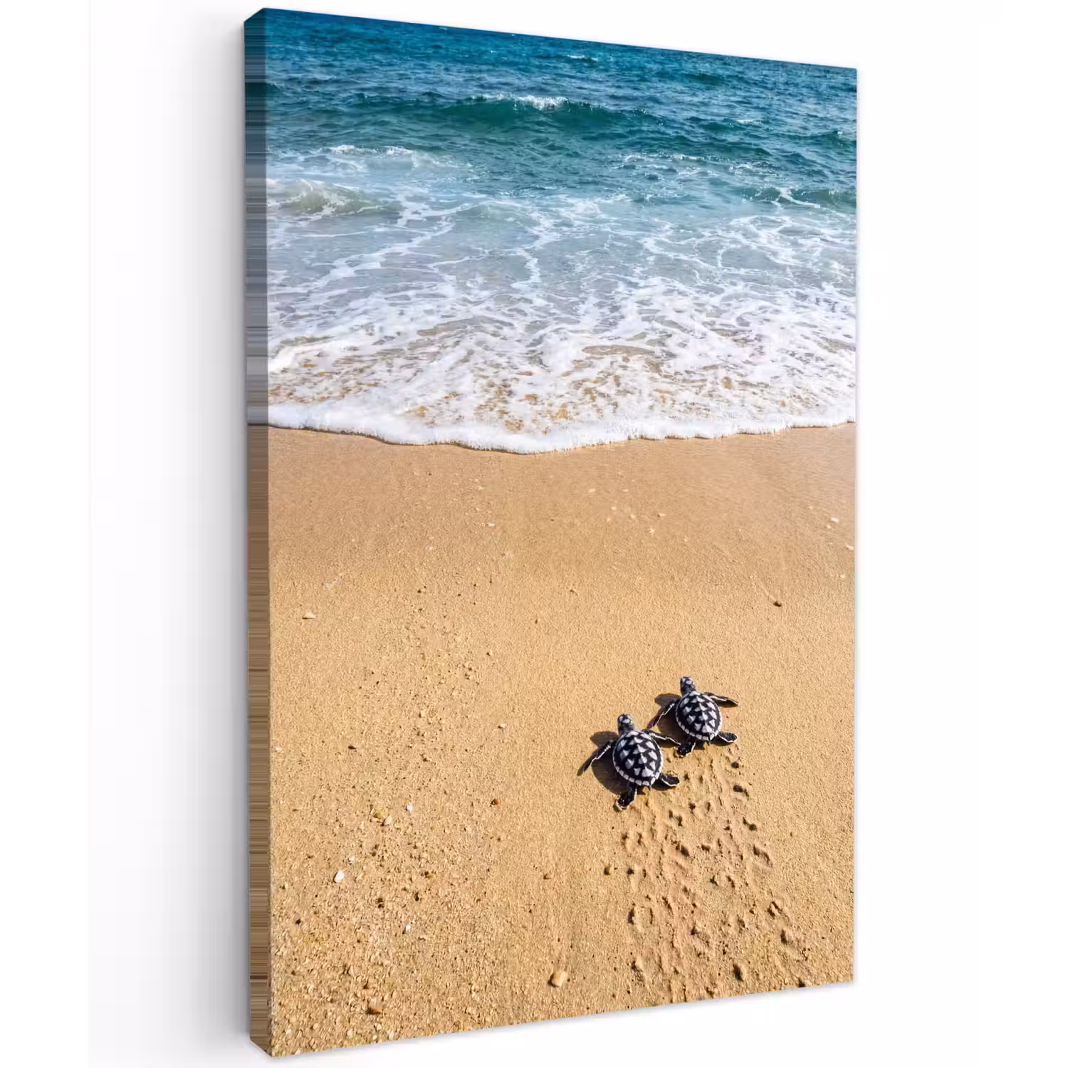 Schildpad - Jong - Strand - Oceaan - Blauw Tuinposter op houten frame 2 cm dik klein -3d