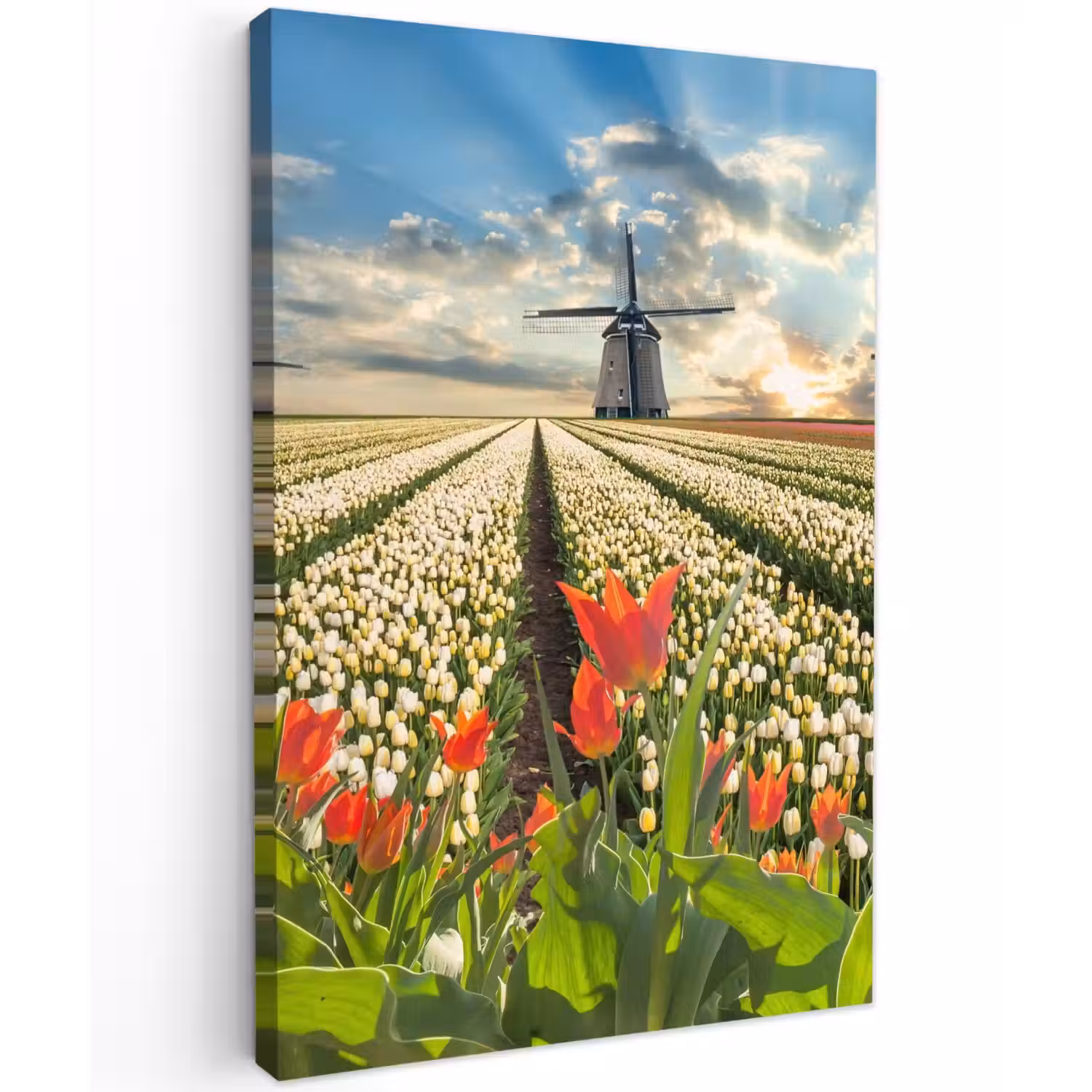 Windmolens en tulpenvelden bij zonsopgang Tuinposter op houten frame 2 cm dik klein -3d