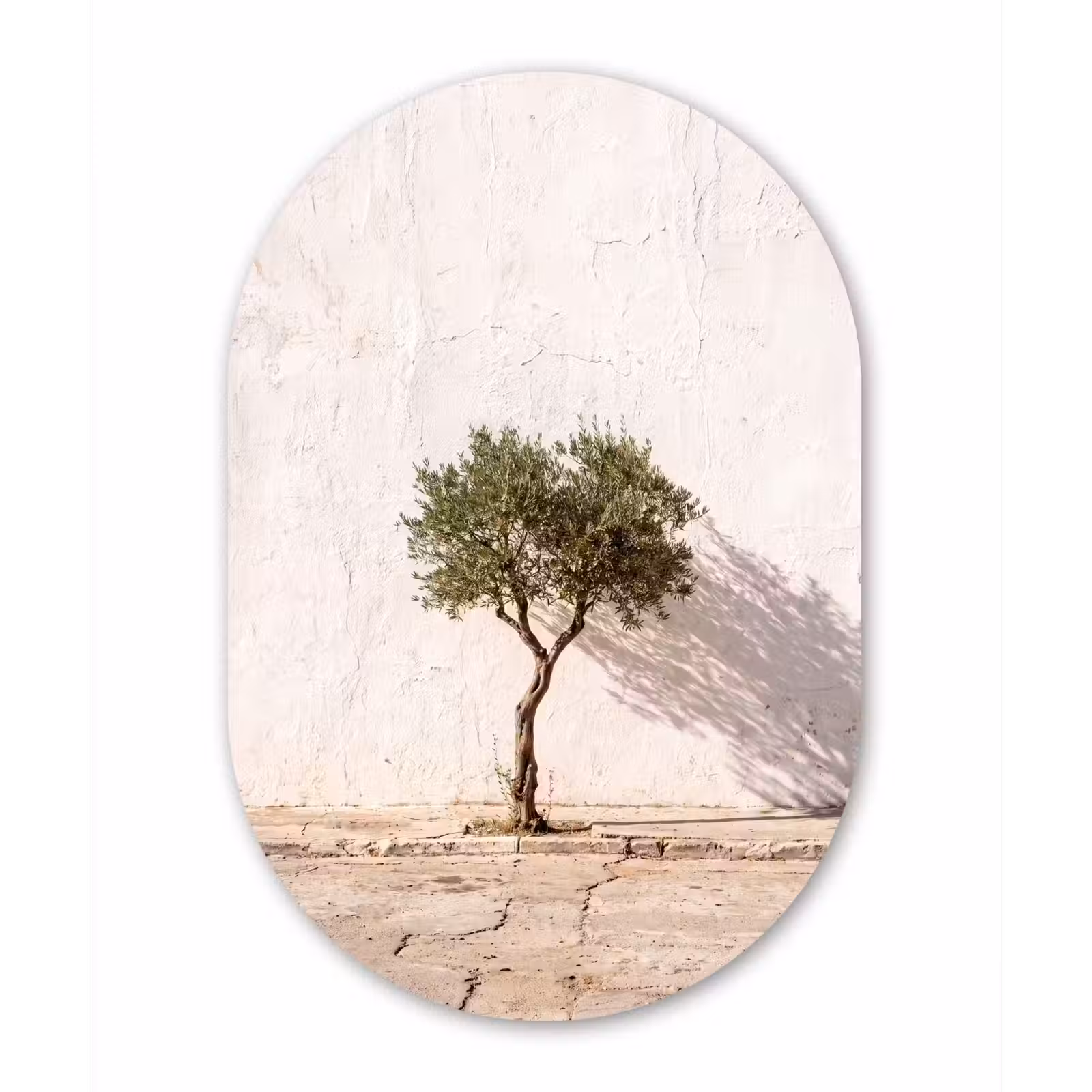 Oval - Glass - Olive Tree - Wall - White - Olijfboom - muur - wit Wandcirkel Ovaal Glas middel