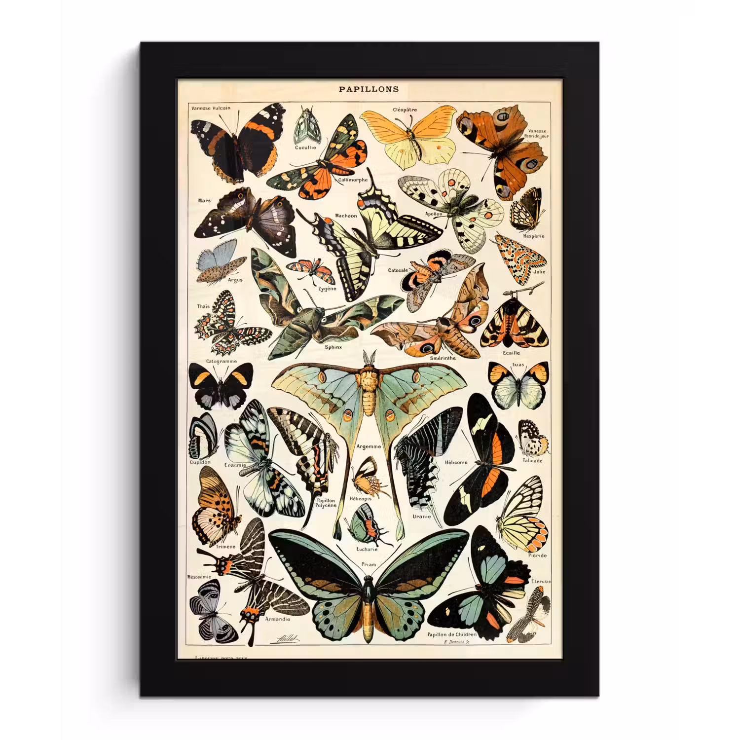 Adolphe Millot - Vlinder - Dieren - Insecten - Vintage fotolijst zwart zonder passe partout klein -3d