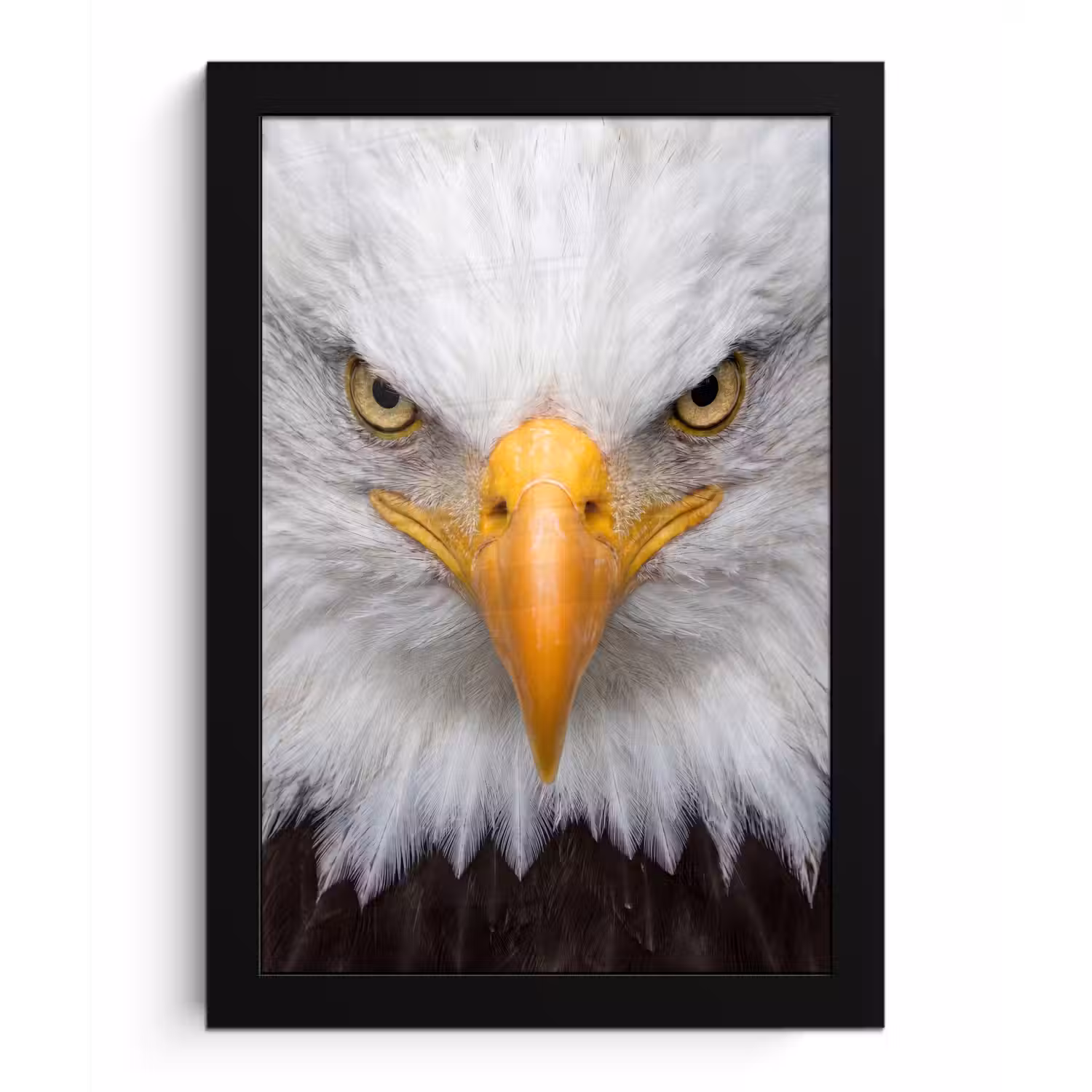 Amerikaans - Zeearend - Portret - Geel fotolijst zwart zonder passe partout klein -3d