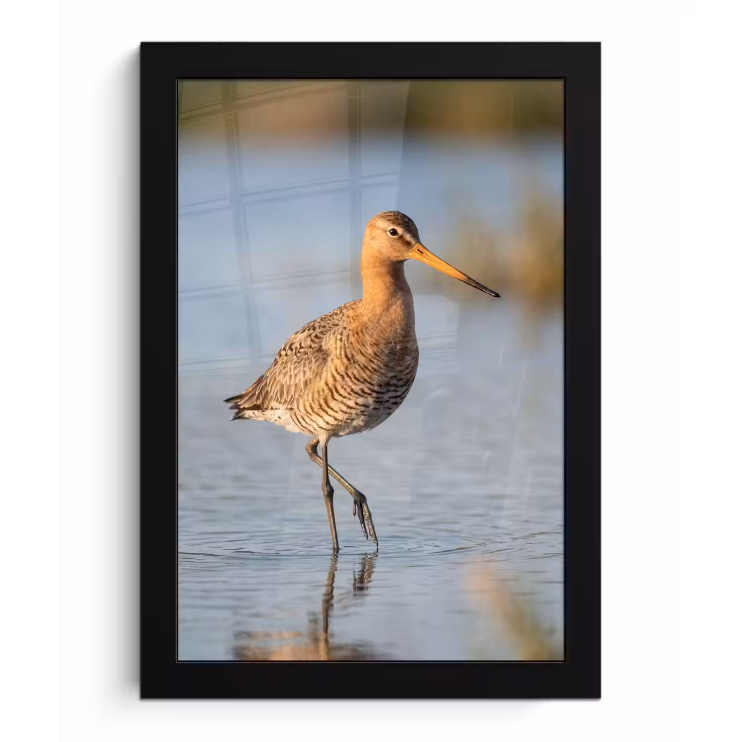 Vogel - Steltloper - Water - Natuur fotolijst zwart zonder passe partout klein -3d