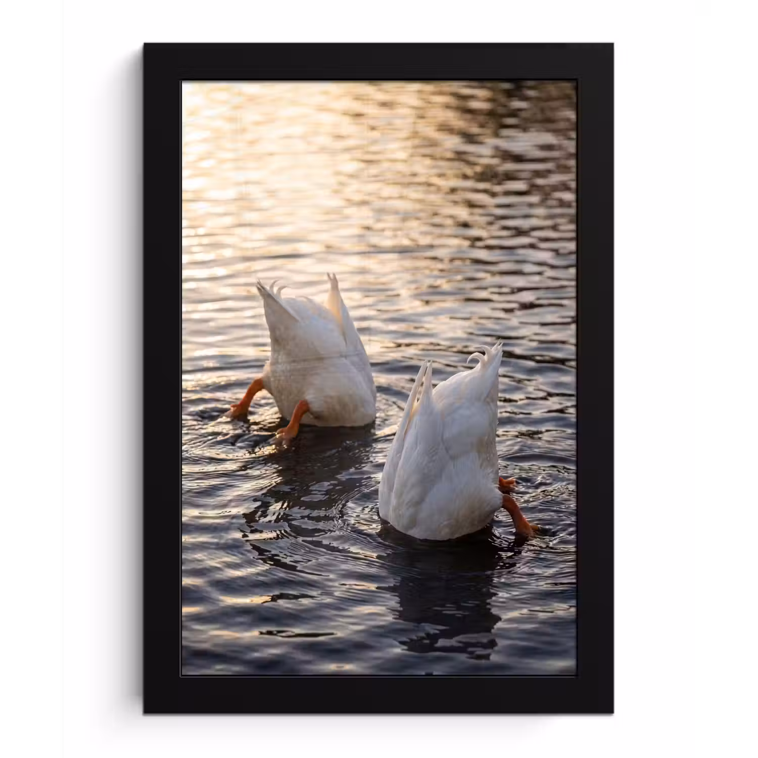 Eenden - Water - Natuur fotolijst zwart zonder passe partout klein -3d