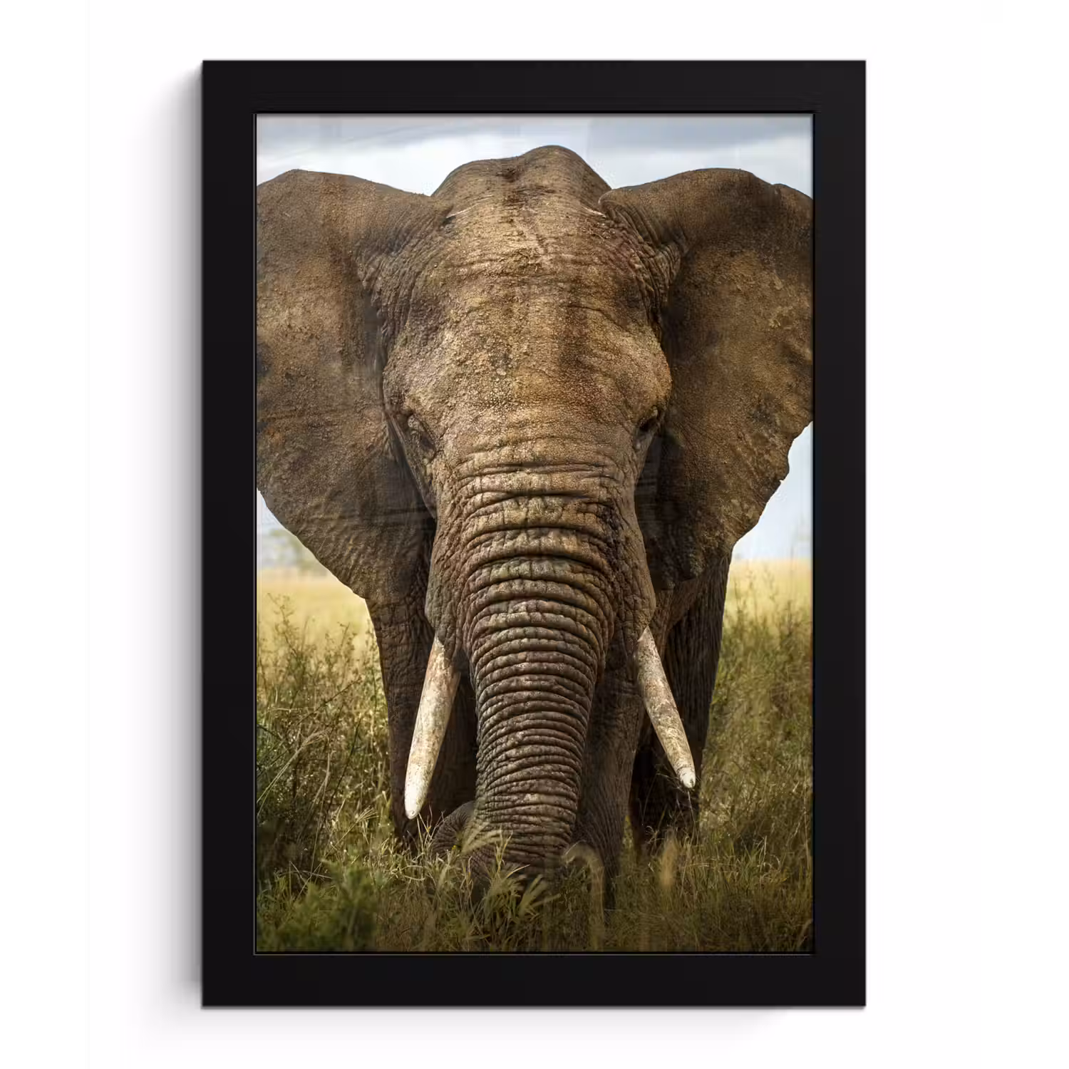 Olifant - Natuur - Gras - Dieren - Landschap fotolijst zwart zonder passe partout klein -3d