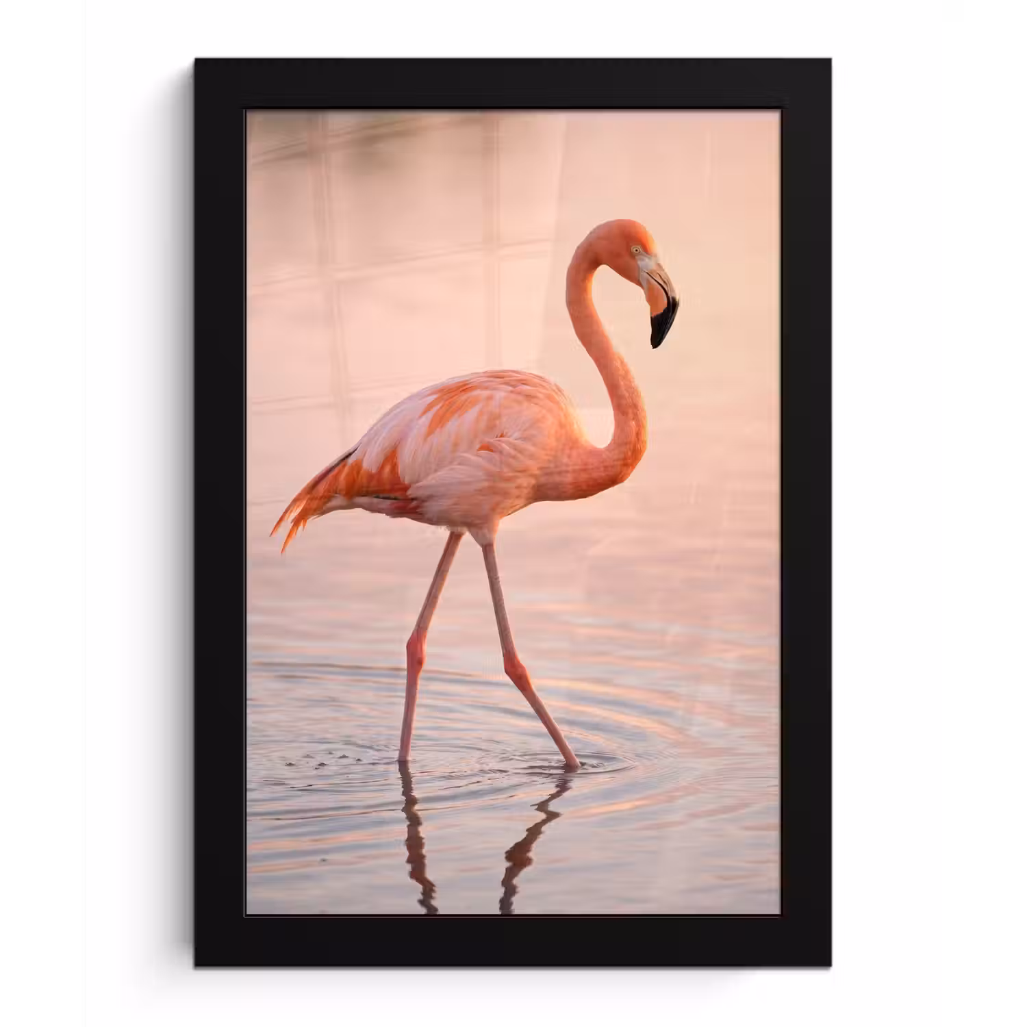 Flamingo - Water - Roze fotolijst zwart zonder passe partout klein -3d