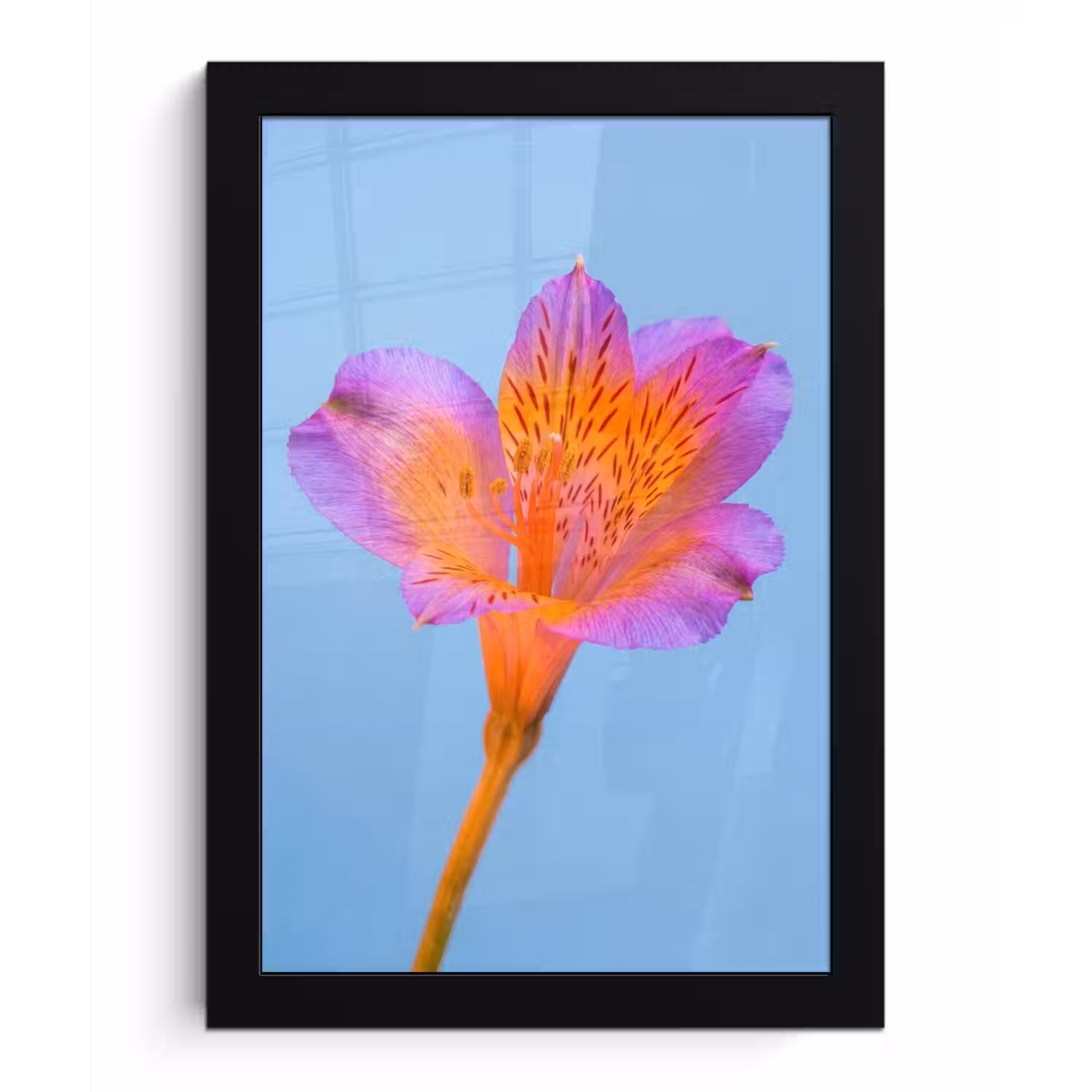 Bloem - Detail - Kleurrijk fotolijst zwart zonder passe partout klein -3d