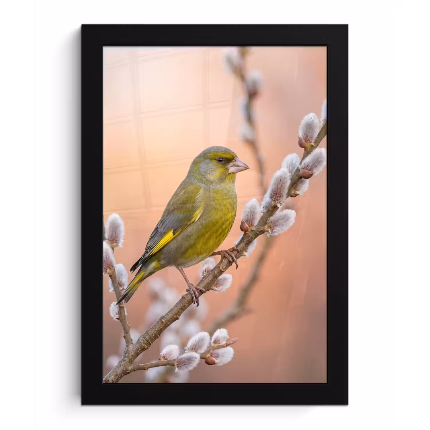 Groenling - Katjes - Lente - Natuur - Zacht fotolijst zwart zonder passe partout klein -3d