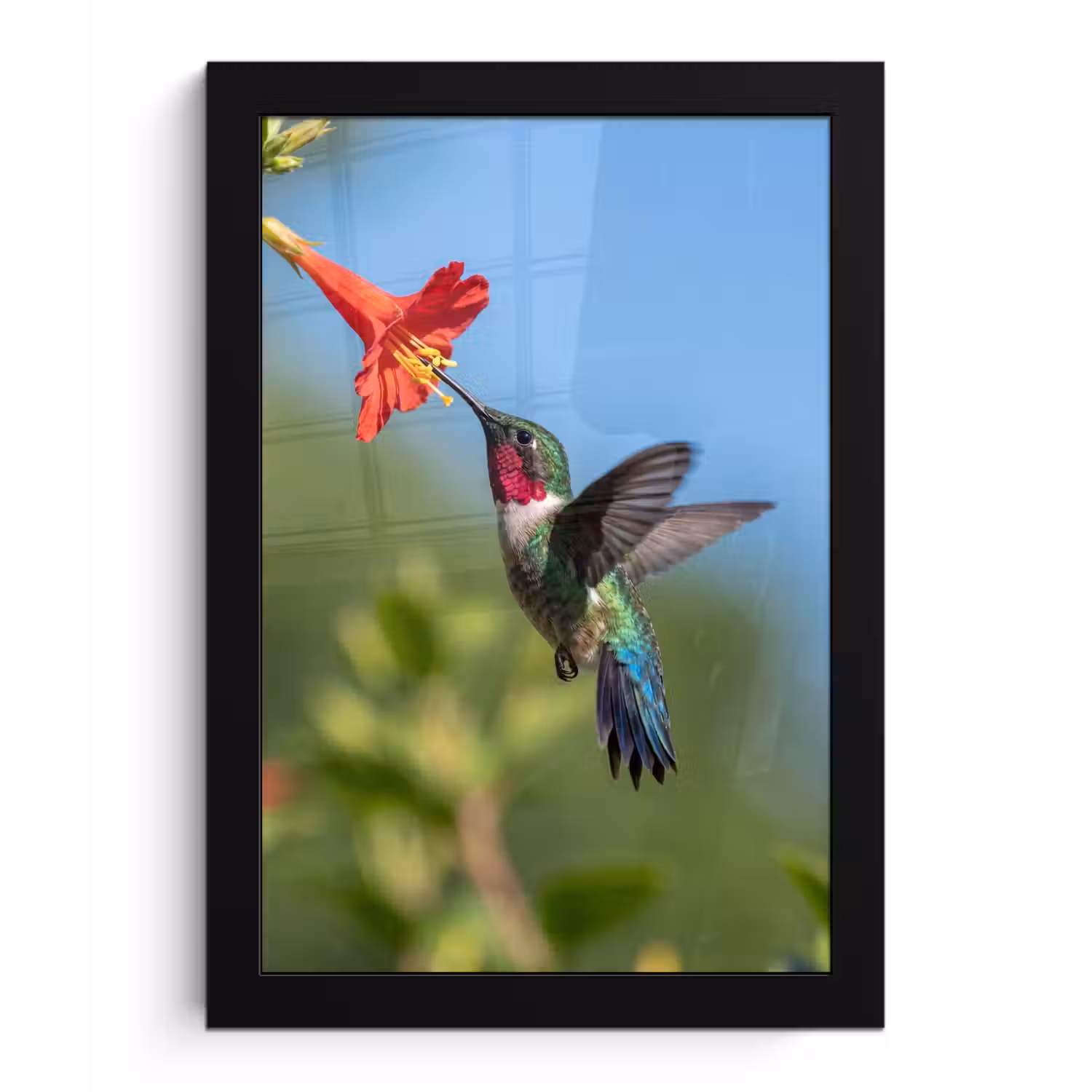 Kolibrie - Bloem - Natuur - Groen fotolijst zwart zonder passe partout klein -3d