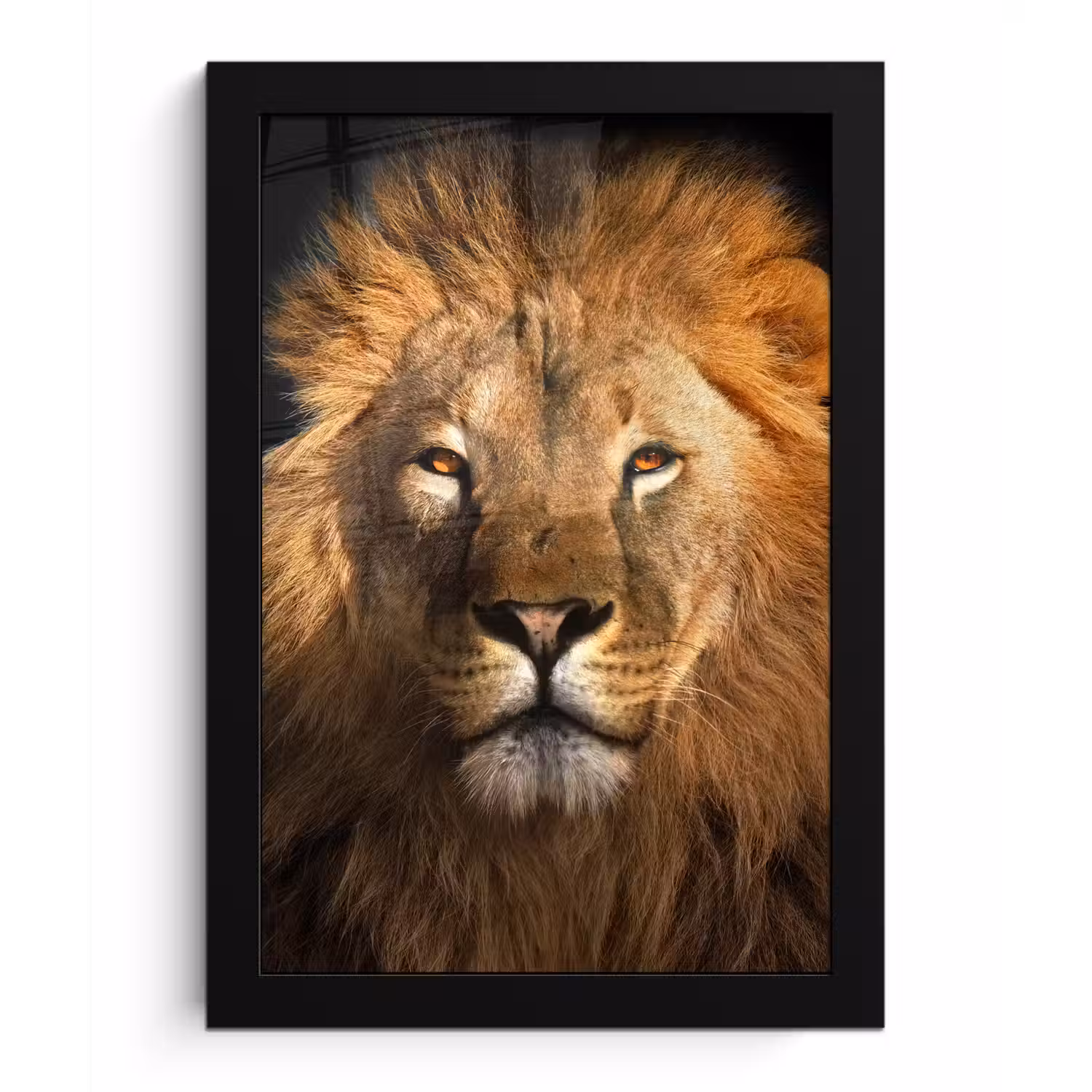 Leeuw - Dieren - Zwart - Licht - Bruin - Portret fotolijst zwart zonder passe partout klein -3d