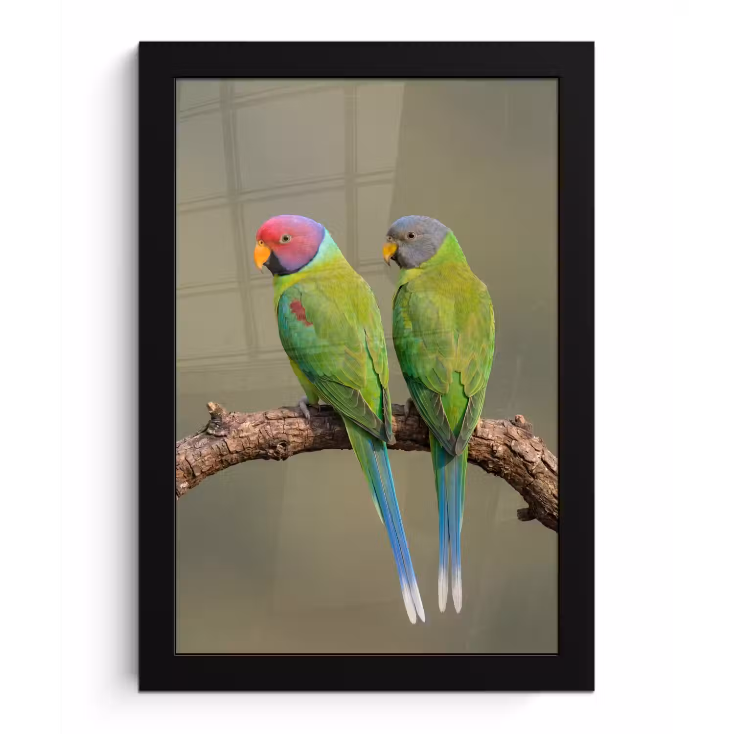 Papagaai - Tak - Natuur - Kleurrijk fotolijst zwart zonder passe partout klein -3d