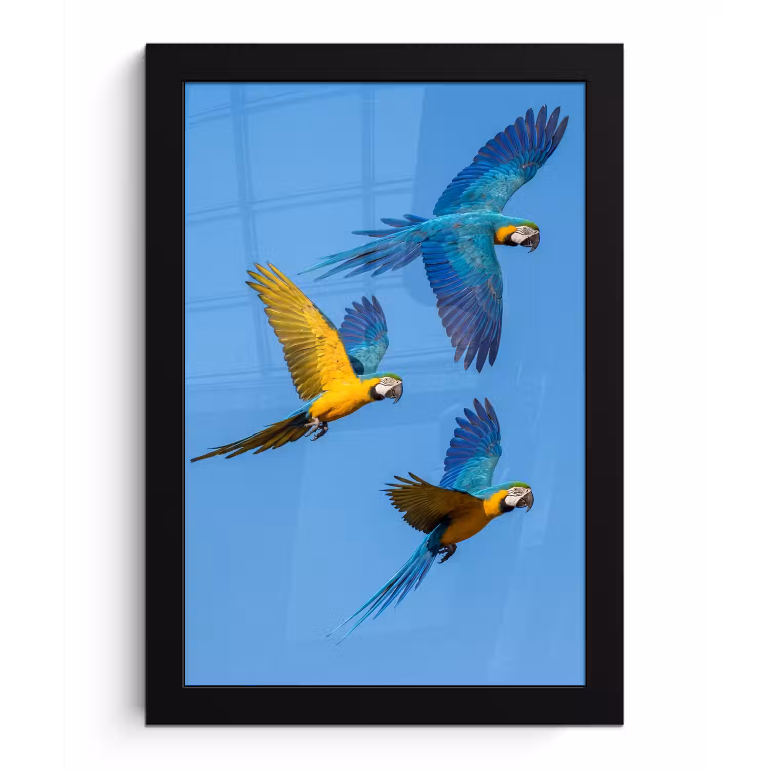 Papagaai - Vliegen - Blauw - Geel fotolijst zwart zonder passe partout klein -3d