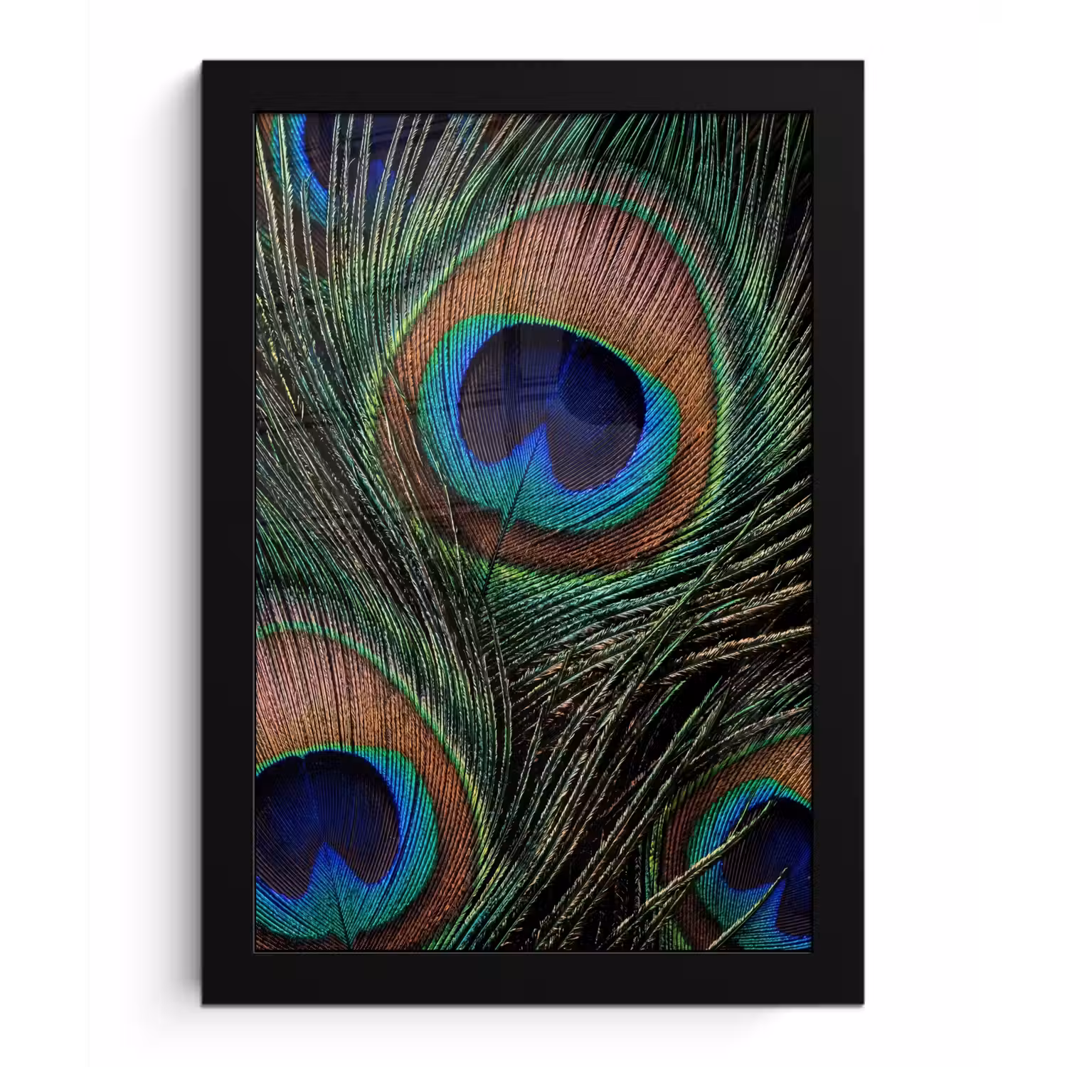 Pauwenveren - Klassiek - Groen fotolijst zwart zonder passe partout klein -3d