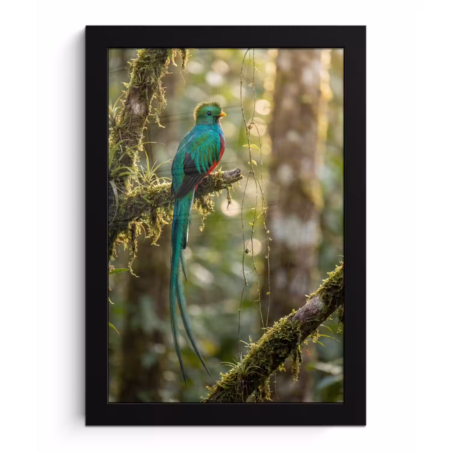 Quetzal - Jungle - Natuur - Groen fotolijst zwart zonder passe partout klein -3d