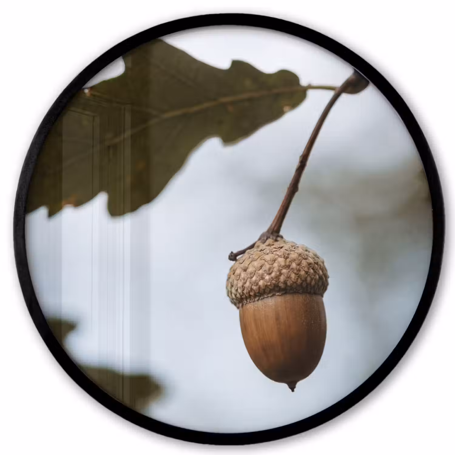 Eikel - Eikenblad - Bos - Herfst - Natuur Fotolijst rond zonder passe partout klein -3d