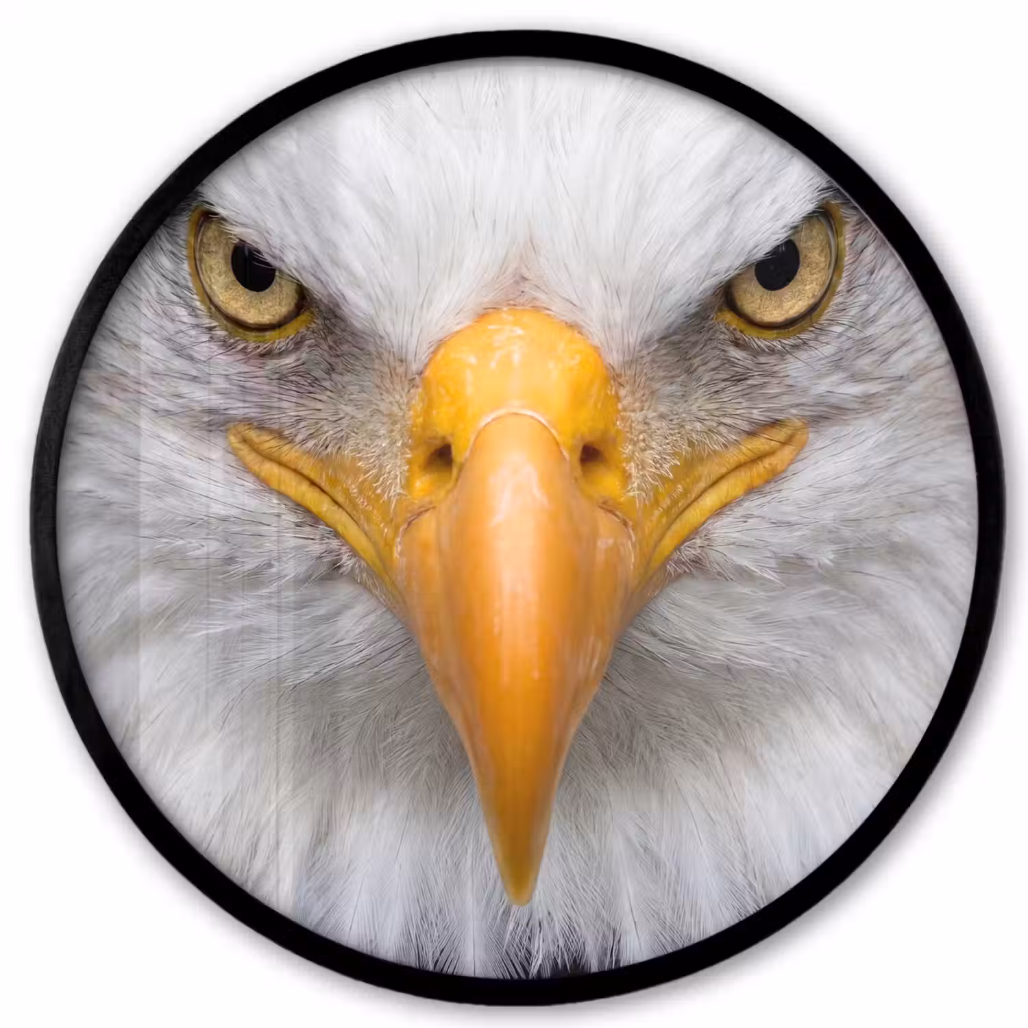Amerikaans - Zeearend - Portret - Geel Fotolijst rond zonder passe partout klein -3d