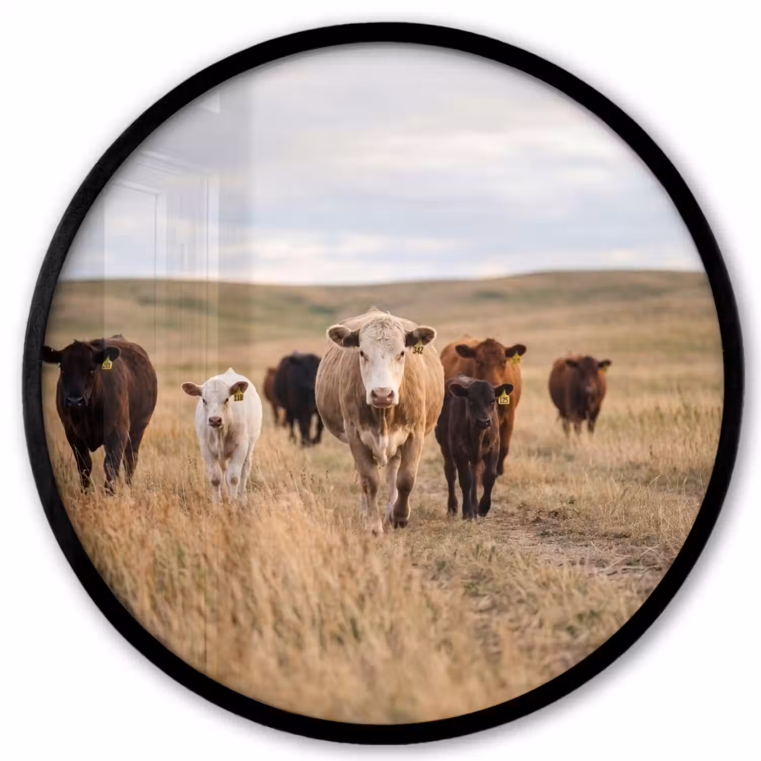 Runderen - Kudde - Landschap - Weide - Rustig Fotolijst rond zonder passe partout klein -3d