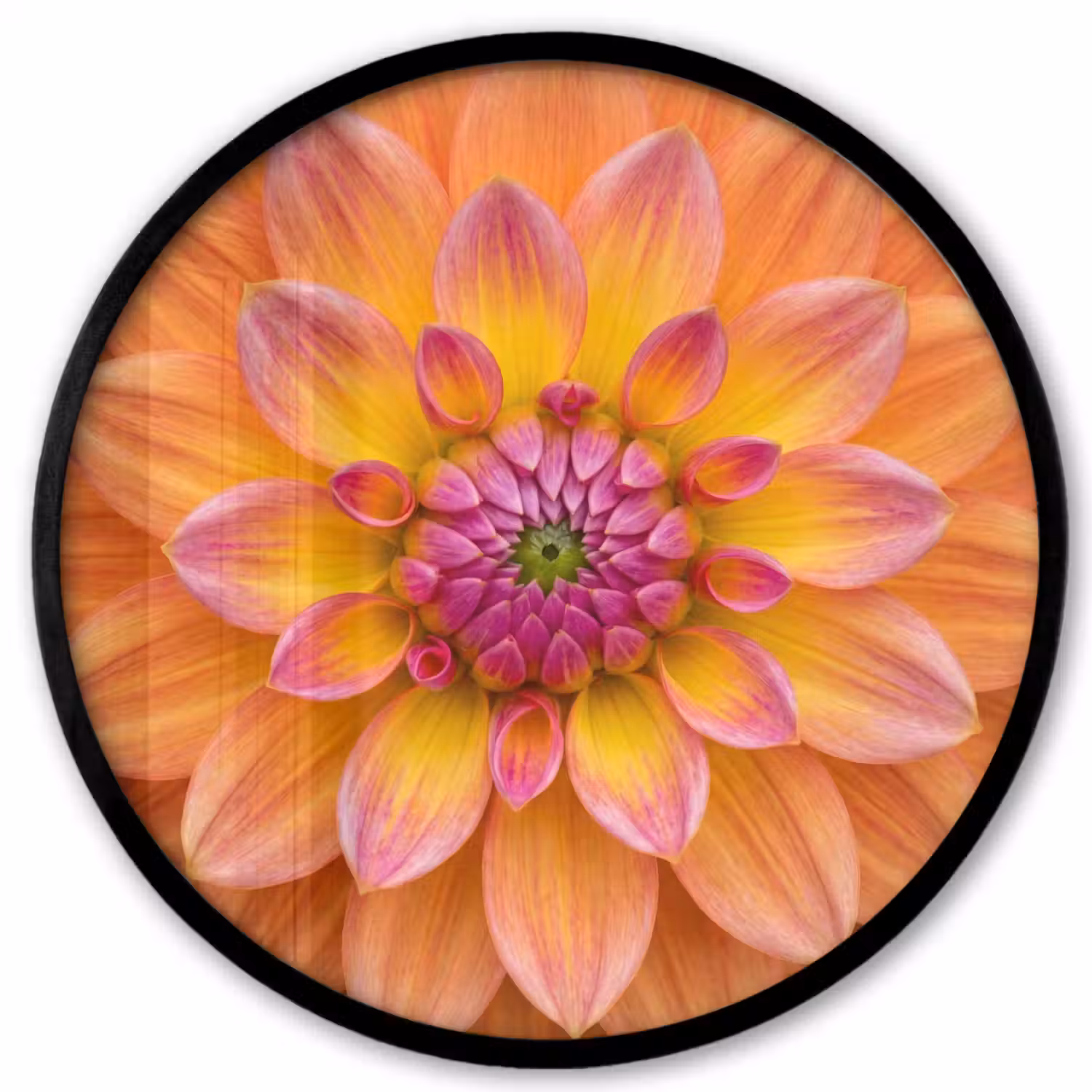 Dahlia - Bloem - Oranje Fotolijst rond zonder passe partout klein -3d